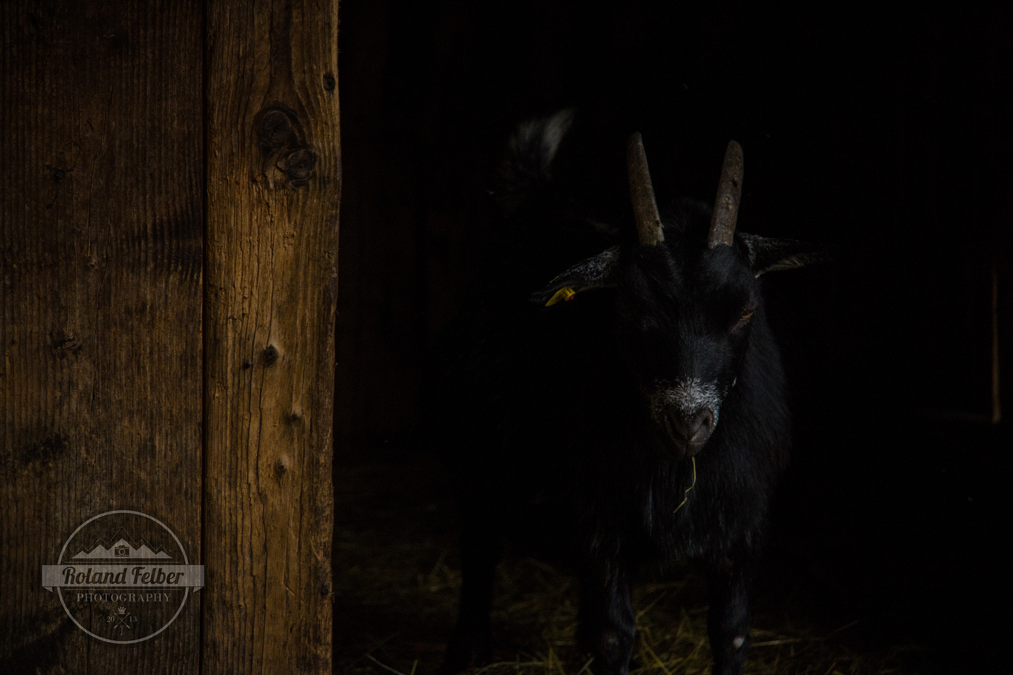 Canon EF-S 18-200mm F3.5-5.6 IS sample photo. Dark goat photography