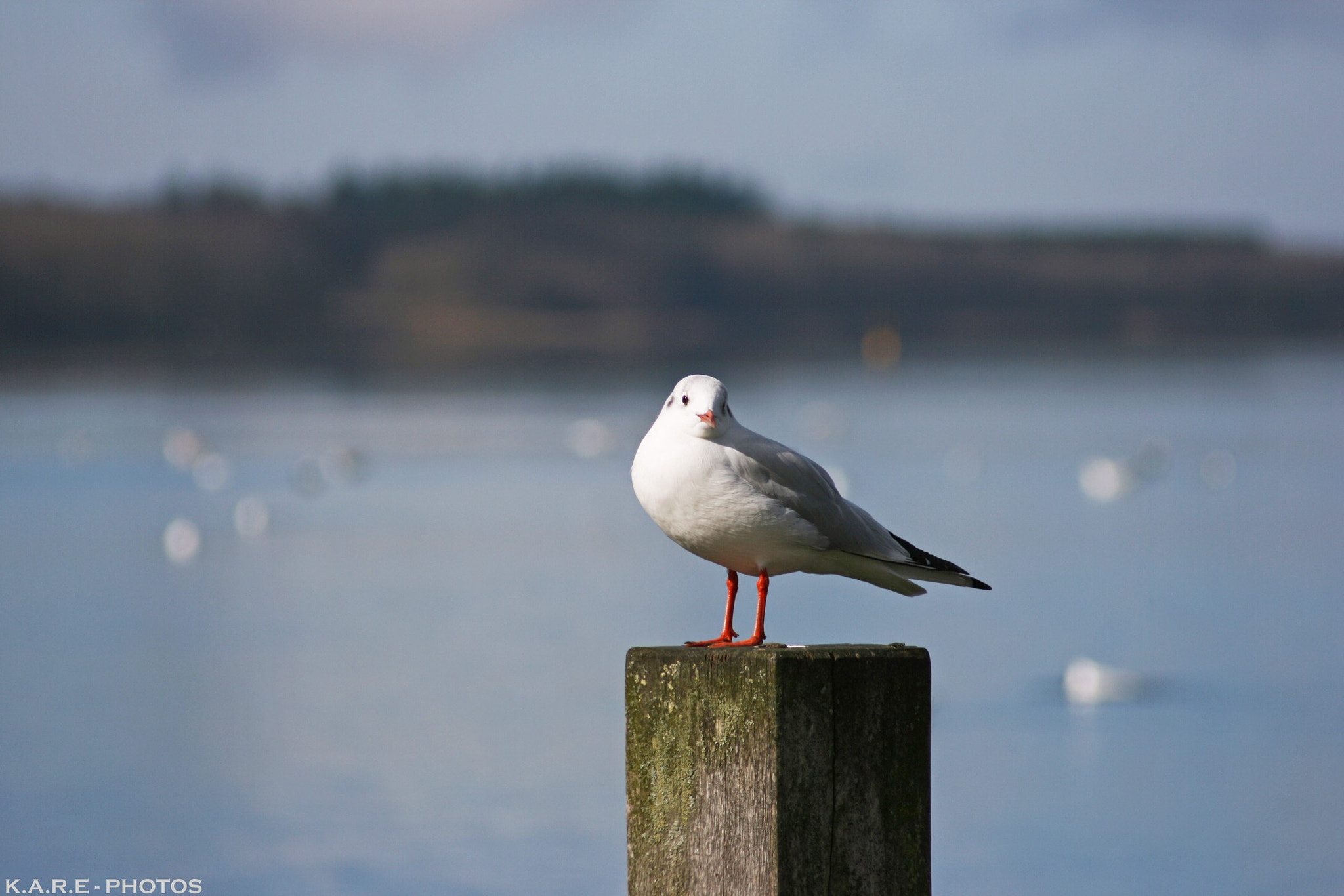 Canon EOS 400D (EOS Digital Rebel XTi / EOS Kiss Digital X) sample photo. Seagull on the top photography