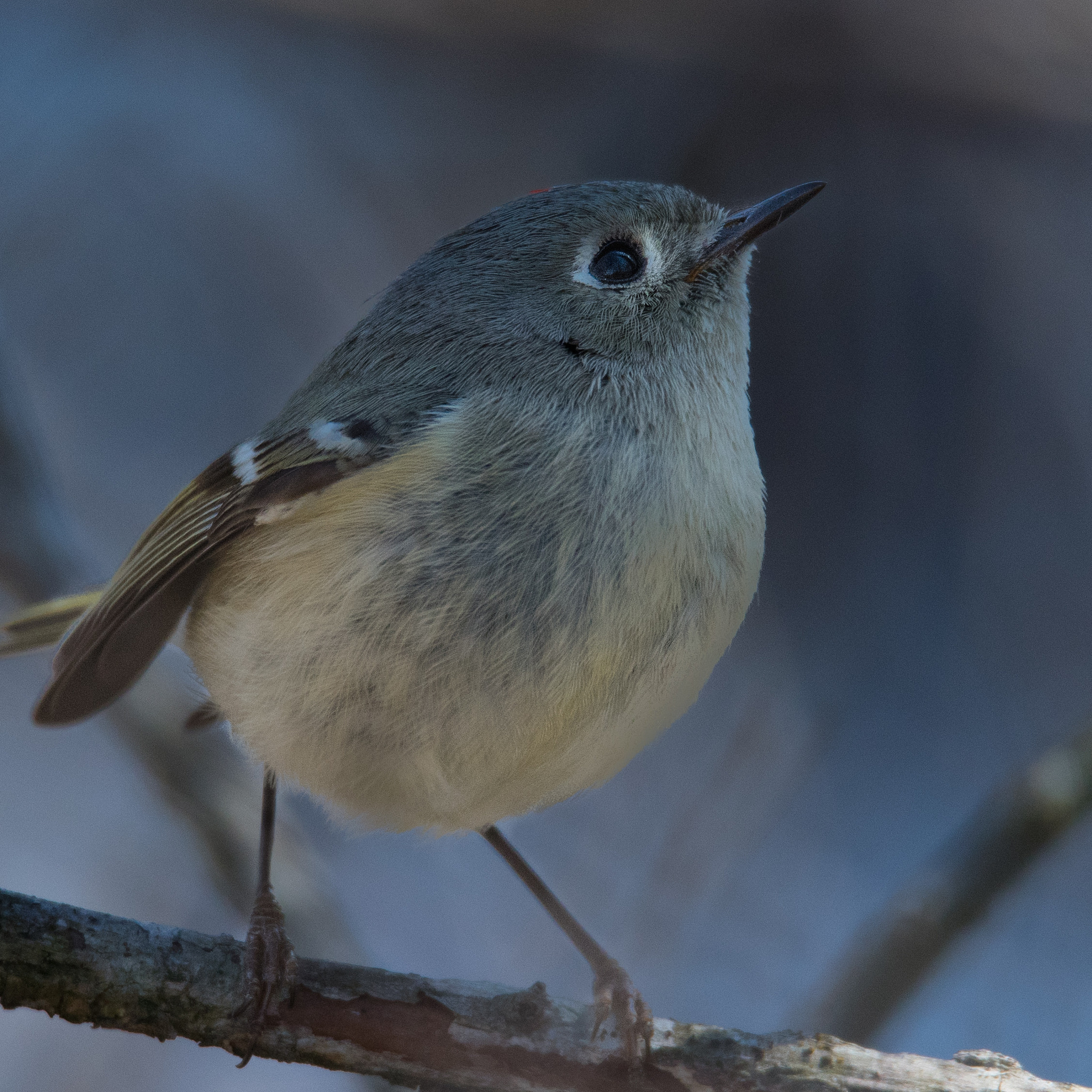 Nikon D500 + Sigma 50mm F2.8 EX DG Macro sample photo. Ruby-crowned kinglet photography