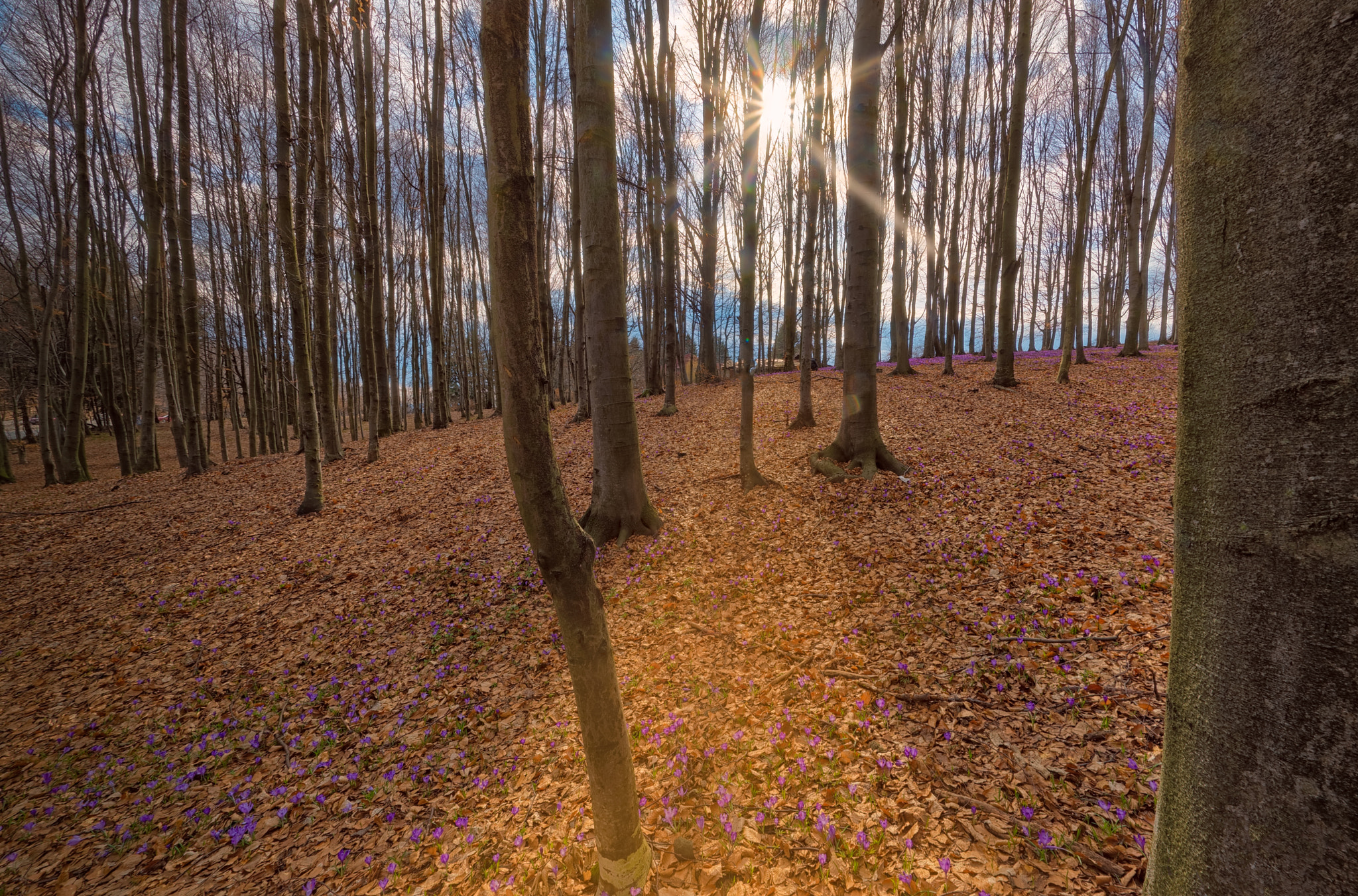 Nikon D810 + Samyang 12mm F2.8 ED AS NCS Fisheye sample photo. Spring in the forest photography