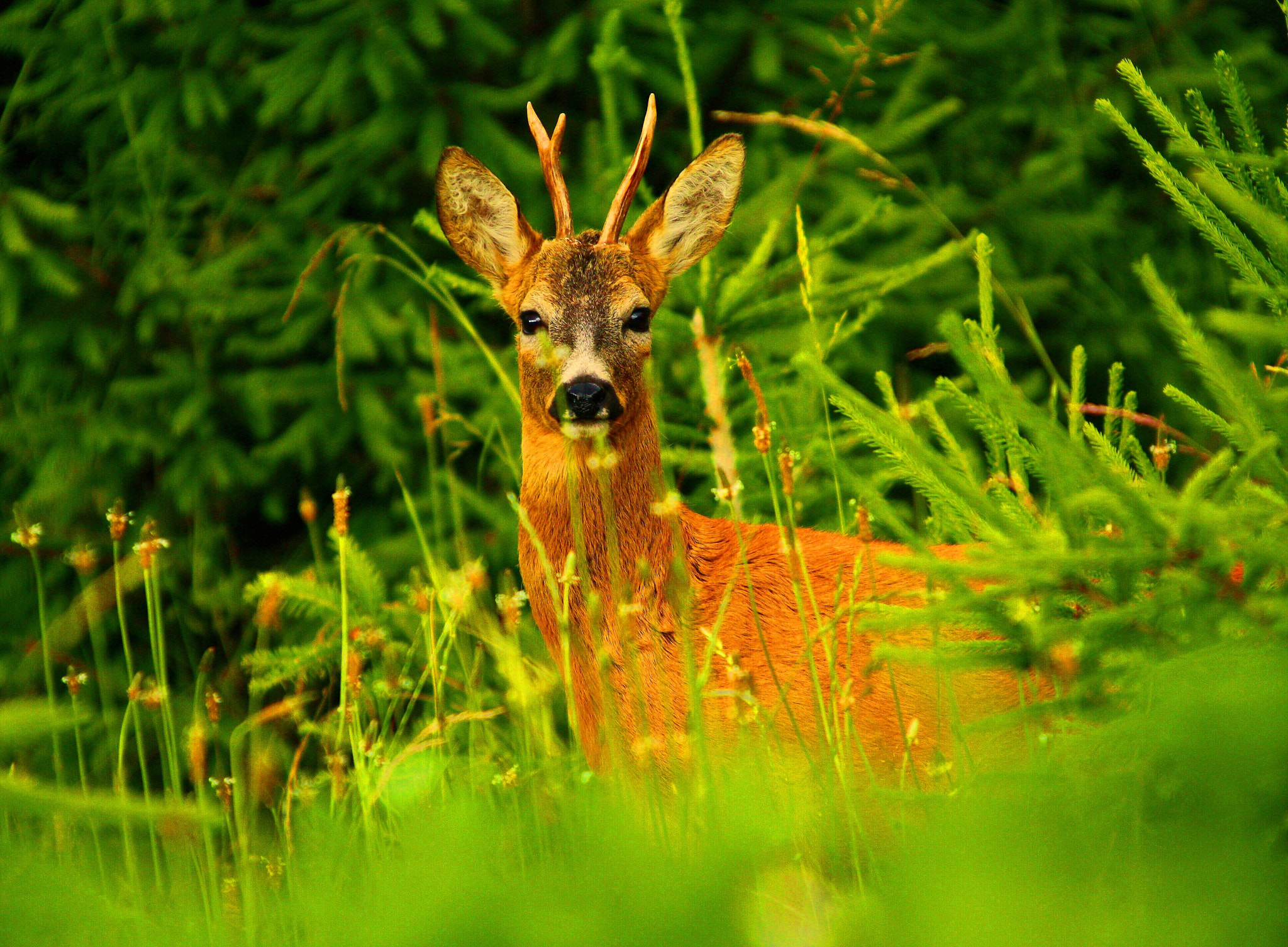 Sigma 50-500mm f/4-6.3 APO HSM EX sample photo. Srnec a jitrocel photography