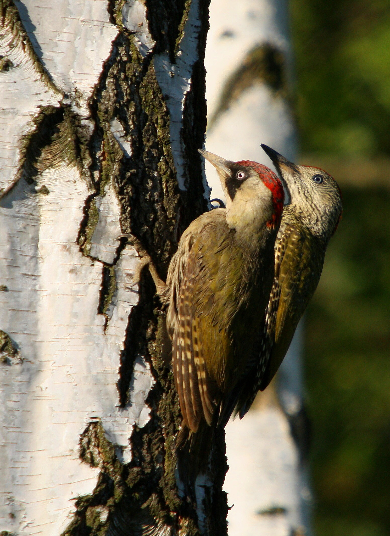 Sigma 50-500mm f/4-6.3 APO HSM EX sample photo. Žluna zelená s mládětem (picus viridis) photography