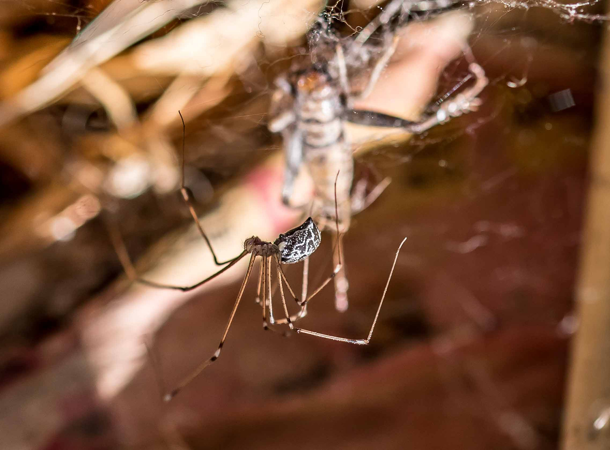 Sigma 105mm F2.8 EX DG OS HSM sample photo. Black widow heading towards the prey photography