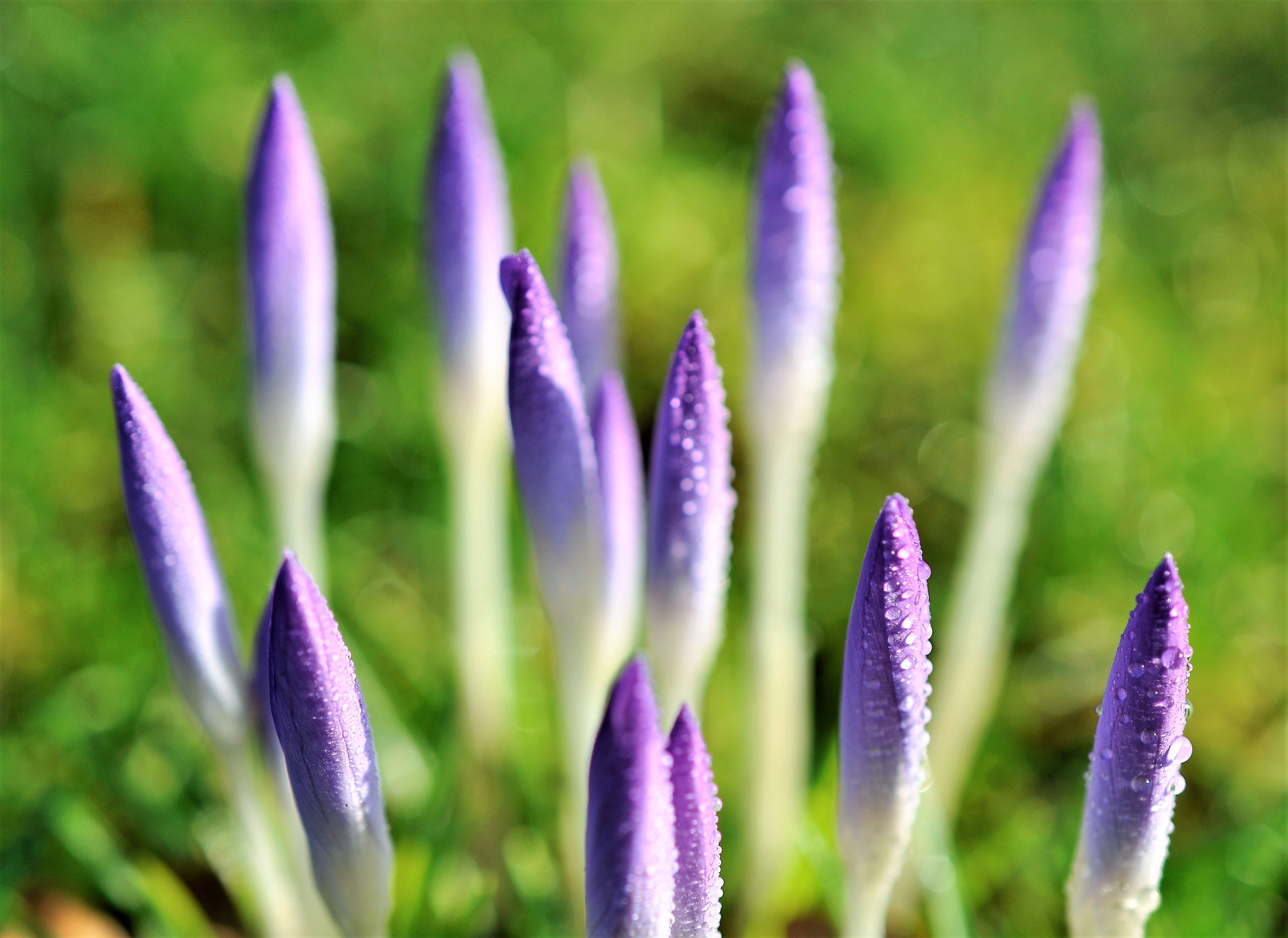 Nikon AF-S DX Micro Nikkor 40mm F2.8 sample photo. Hello spring photography
