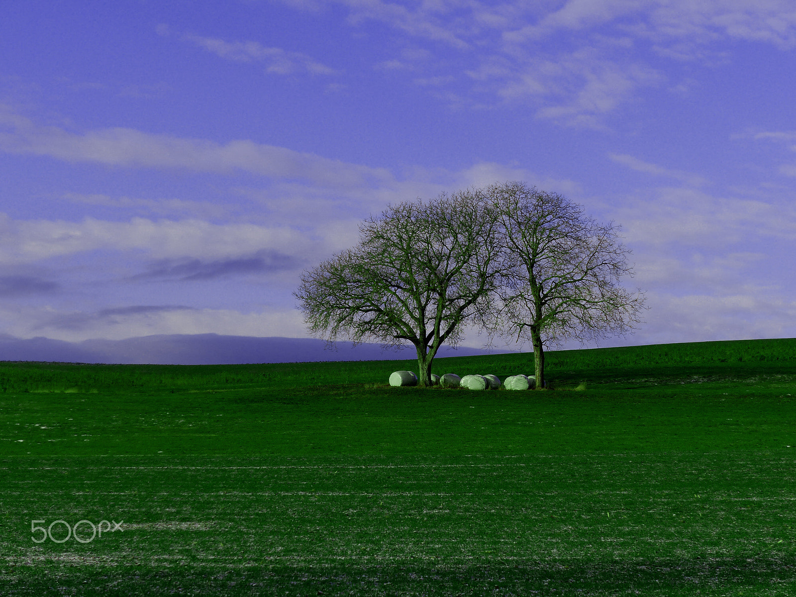 Panasonic PHOTOfunSTUDIO 8.3 PE sample photo. Trees photography