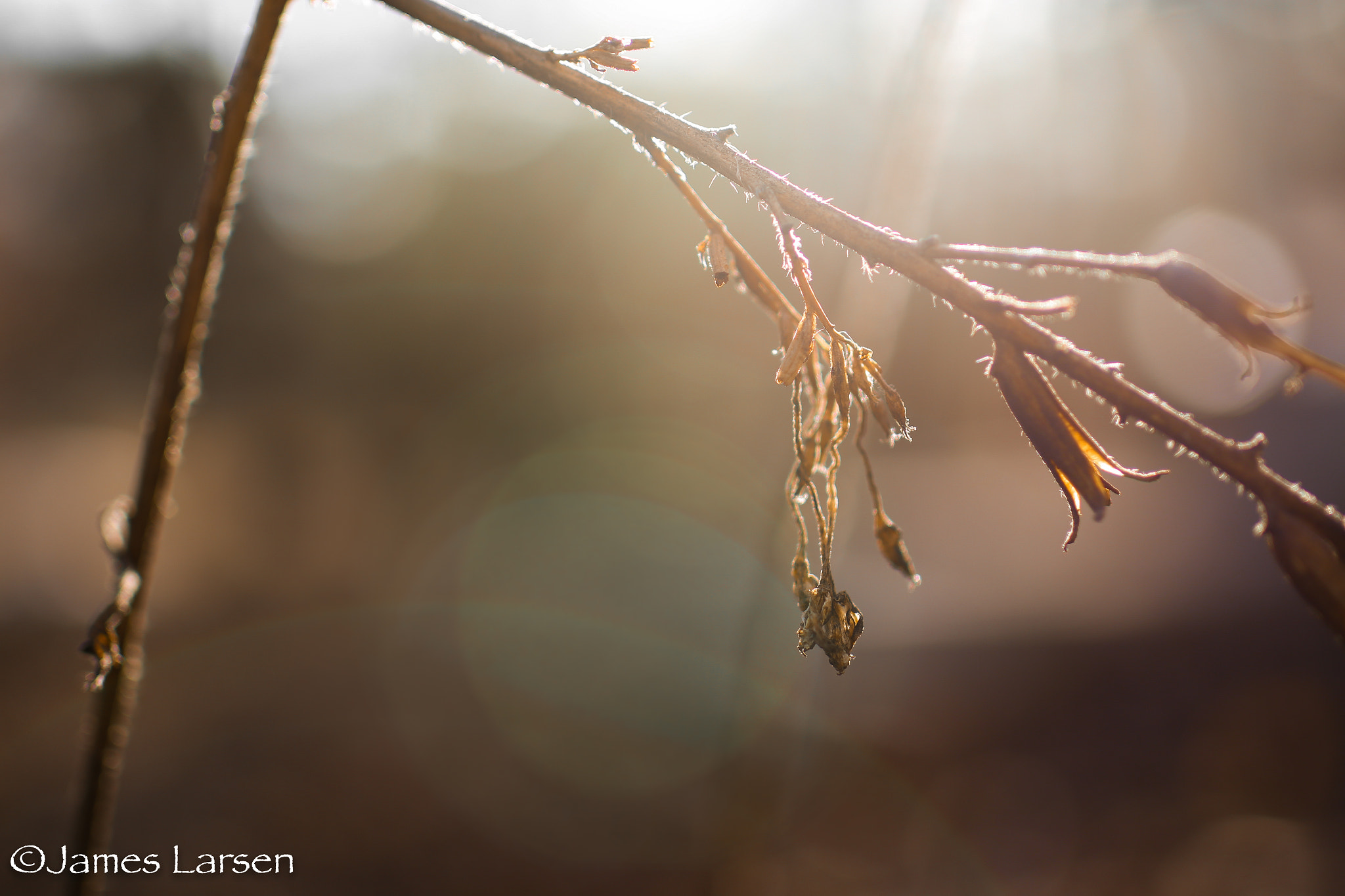 Canon EOS 6D sample photo. Dead plant w/ sun flare photography