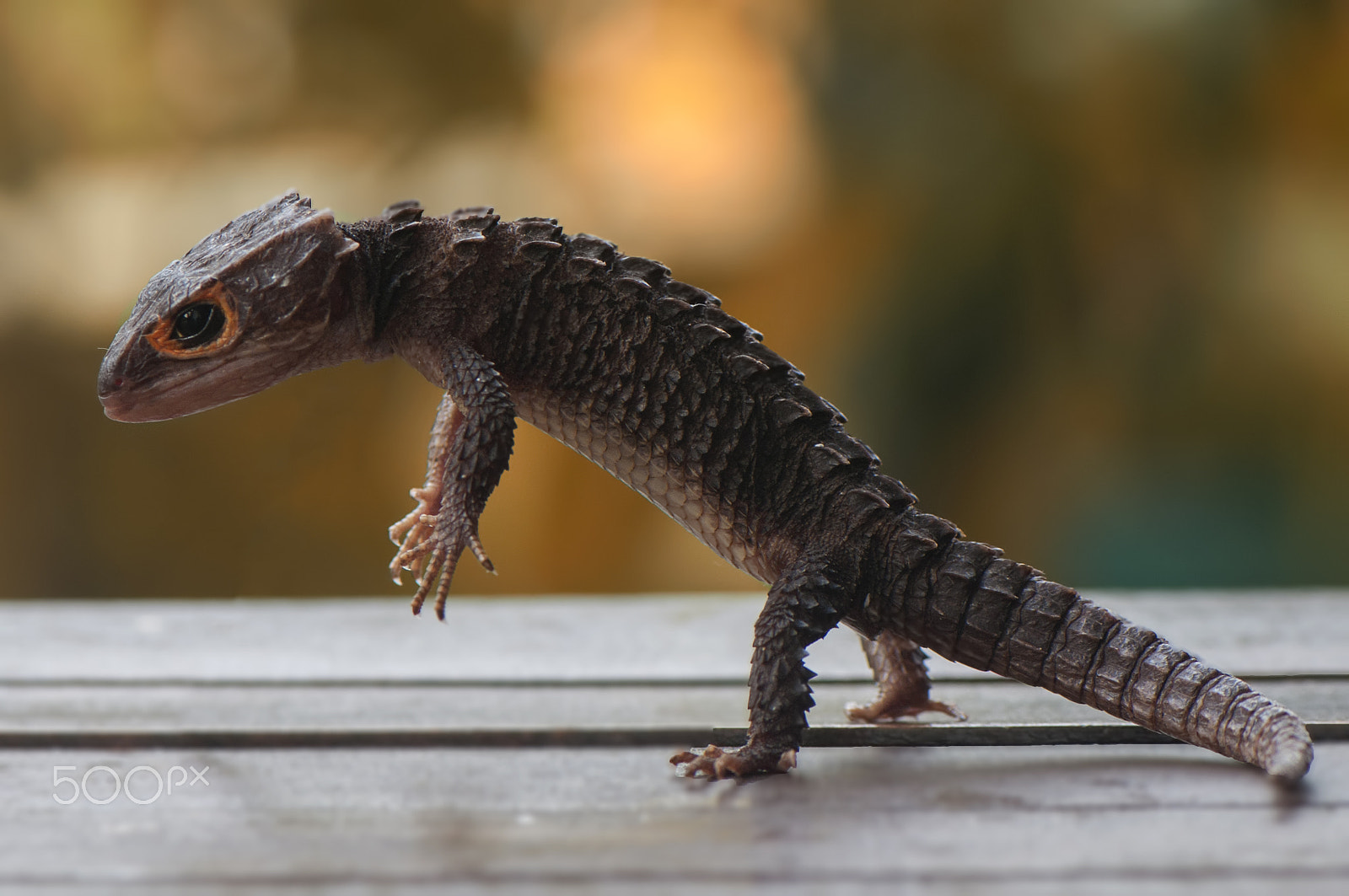 Nikon AF-S Micro-Nikkor 105mm F2.8G IF-ED VR sample photo. Stand up photography