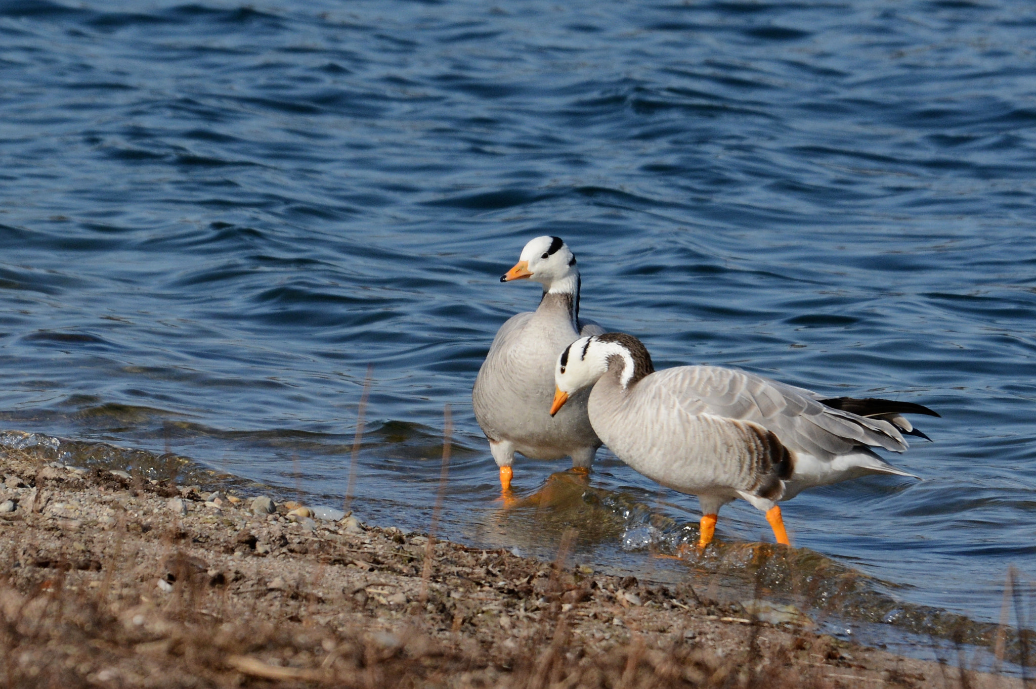 Nikon D7100 sample photo. Bar-headed geese photography