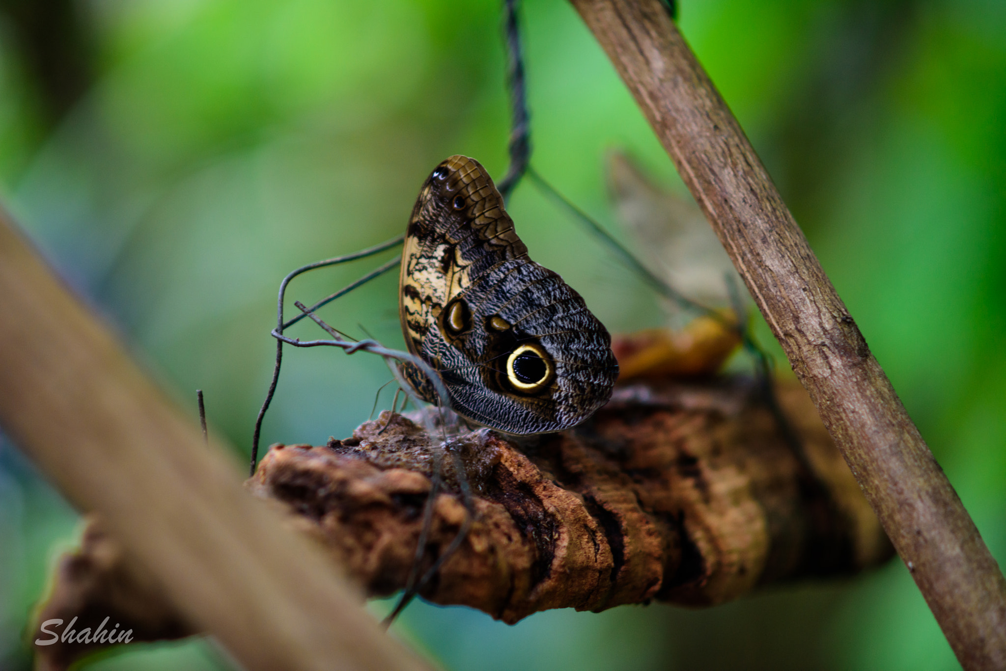 Nikon D810 + AF DC-Nikkor 135mm f/2D sample photo. Butterflies photography