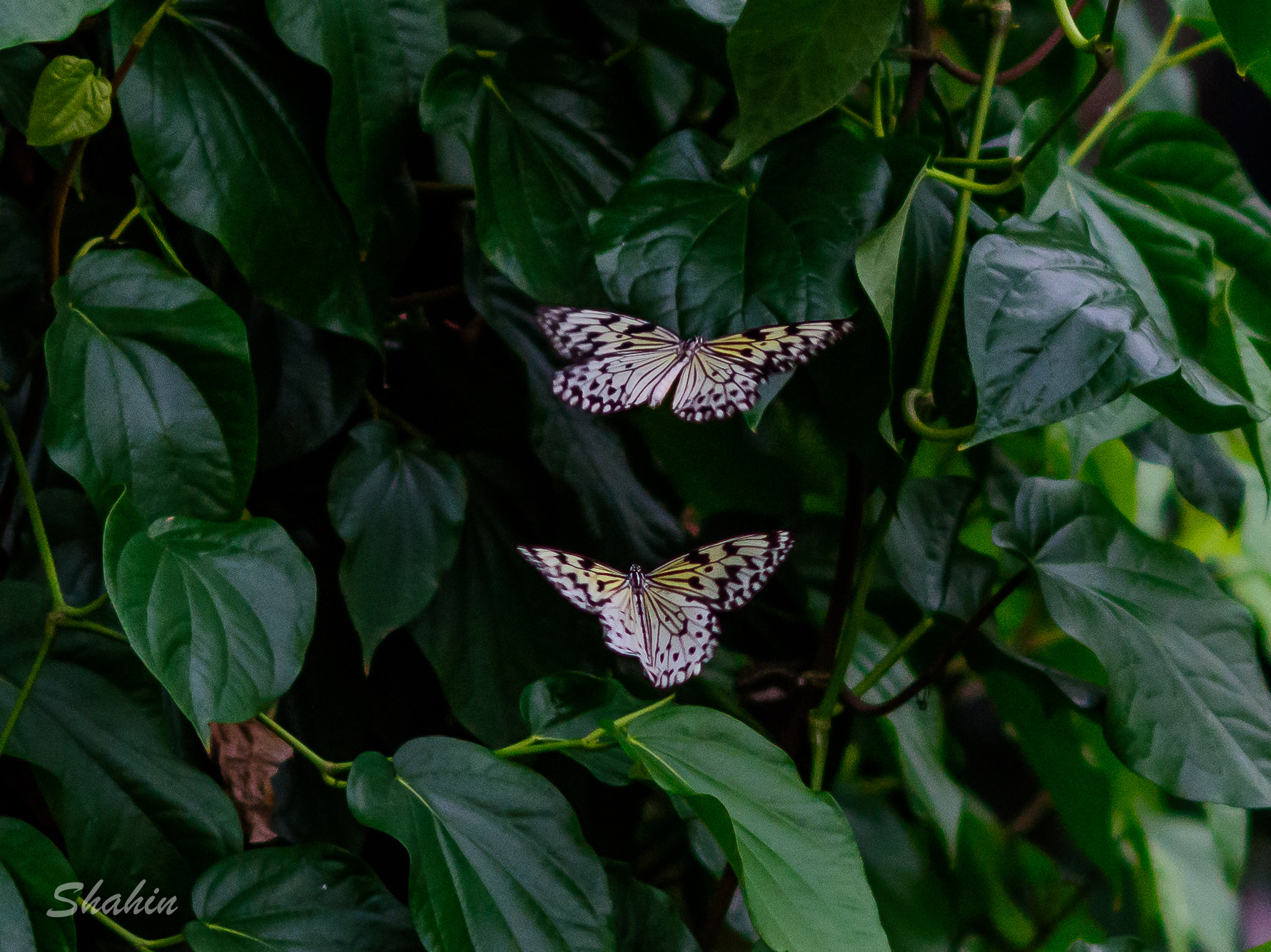 AF DC-Nikkor 135mm f/2D sample photo. Butterflies photography