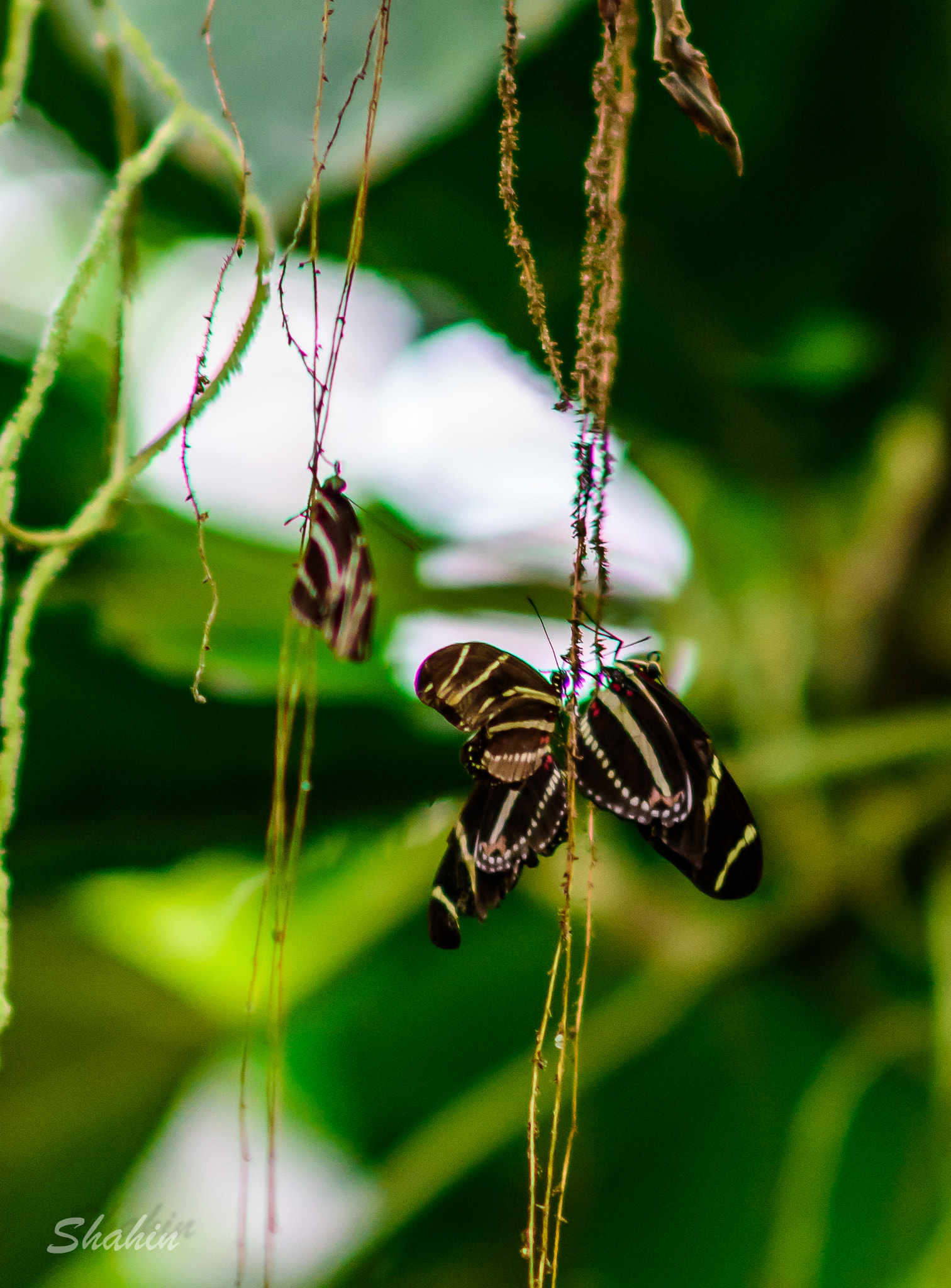 AF DC-Nikkor 135mm f/2D sample photo. Butterflies photography