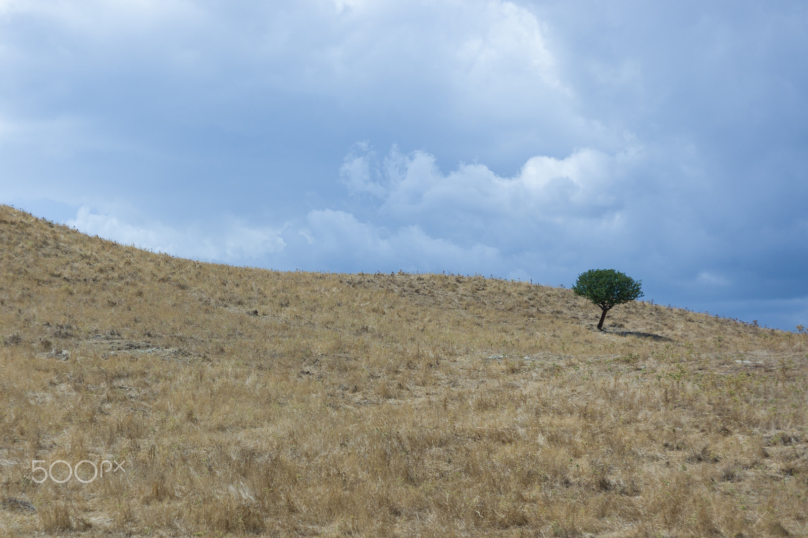 Leica M9 + Summicron-M 50mm f/2 (IV, V) sample photo. Lonely tree photography