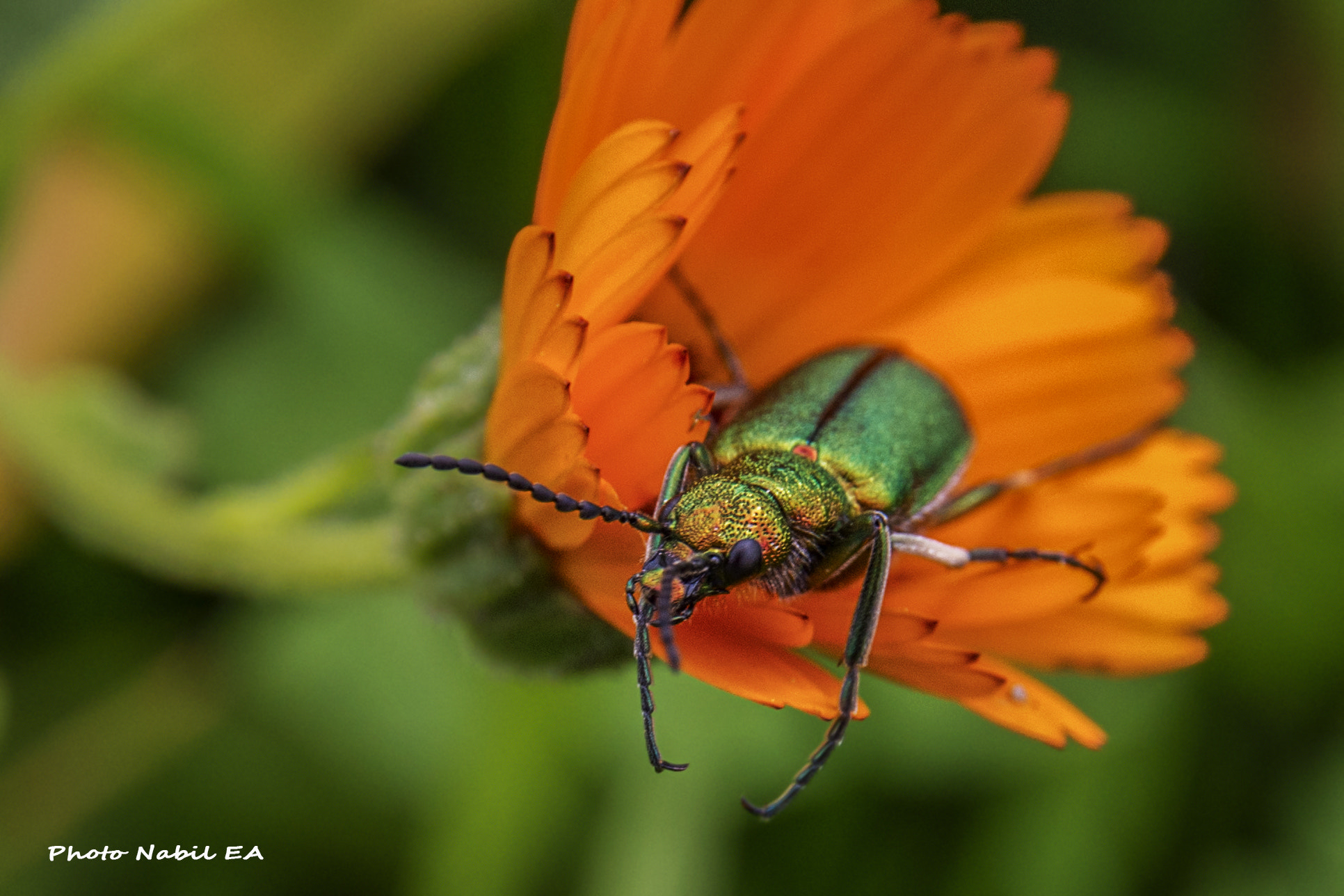 Sigma 17-70mm F2.8-4 DC Macro OS HSM | C sample photo. Macro photography