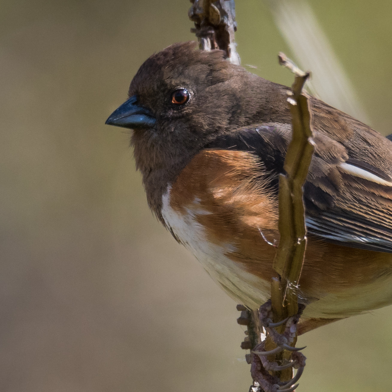 Nikon D500 sample photo. Eastern towhee photography