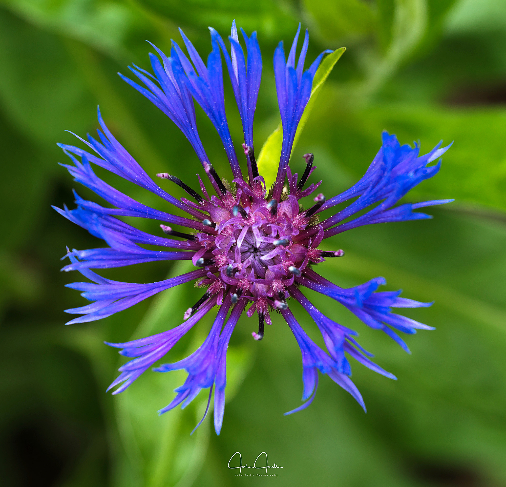 Sony a7R + Sony FE 90mm F2.8 Macro G OSS sample photo. Blue & beautiful photography