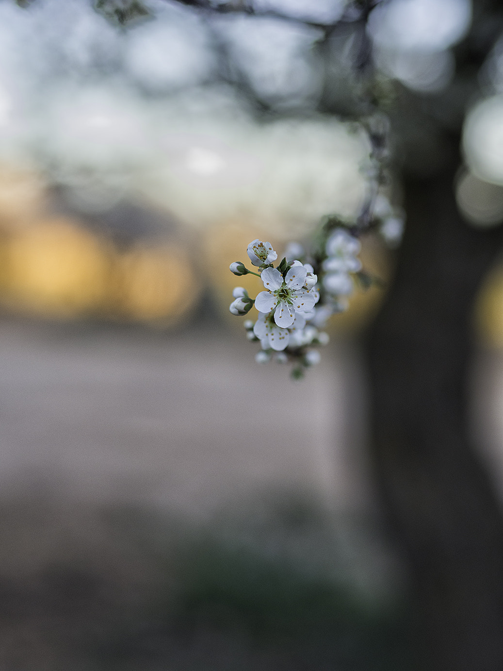 Olympus OM-D E-M10 + Olympus M.Zuiko Digital 45mm F1.8 sample photo. Blossom photography