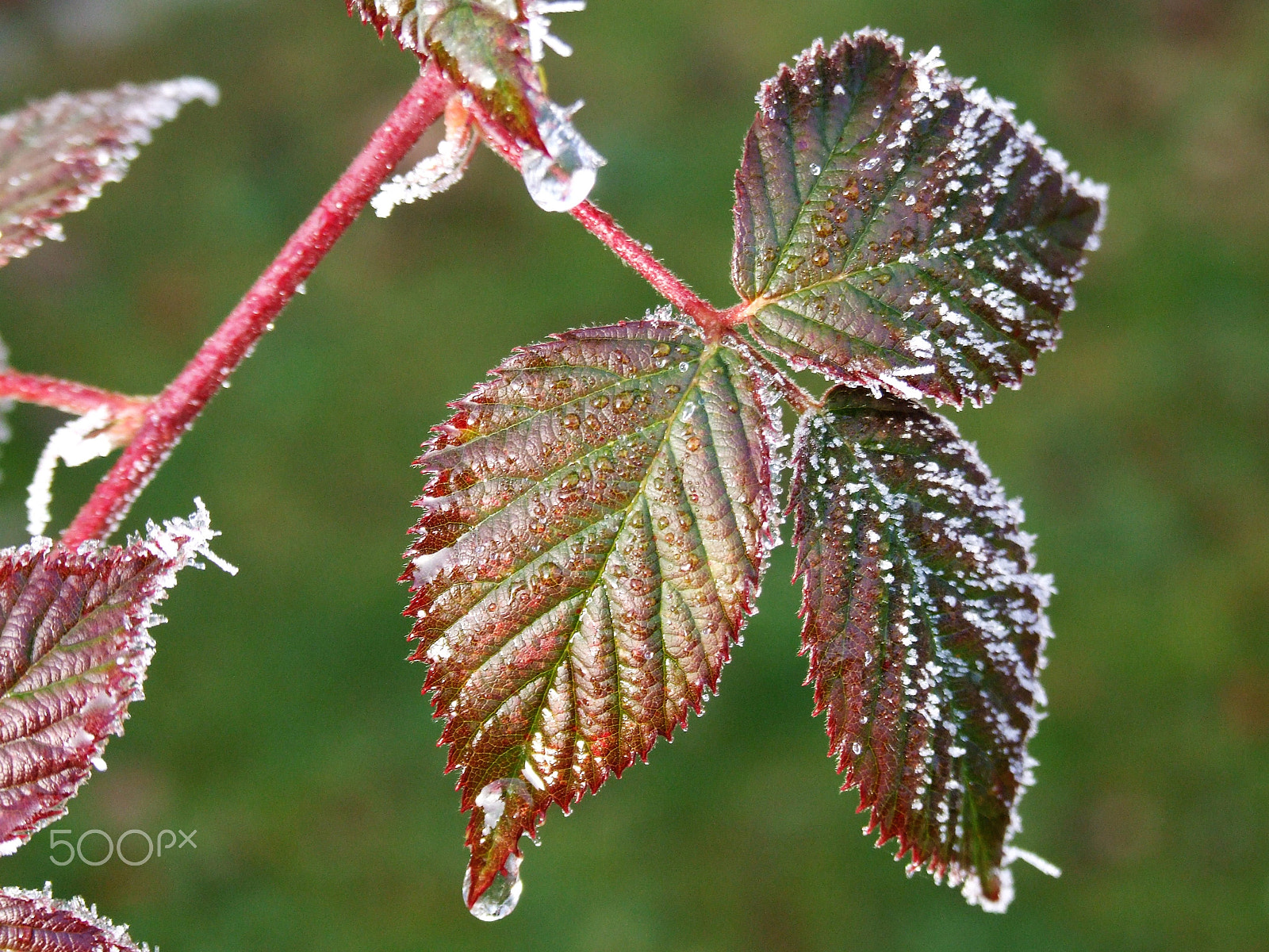 Fujifilm FinePix S9500 sample photo. Snow is melting... photography