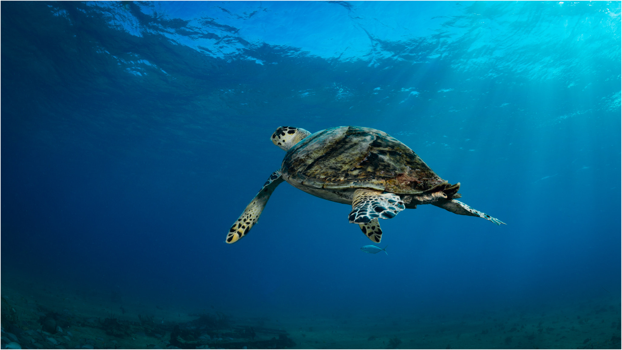 Nikon D800E sample photo. Cave diving in sardinia photography