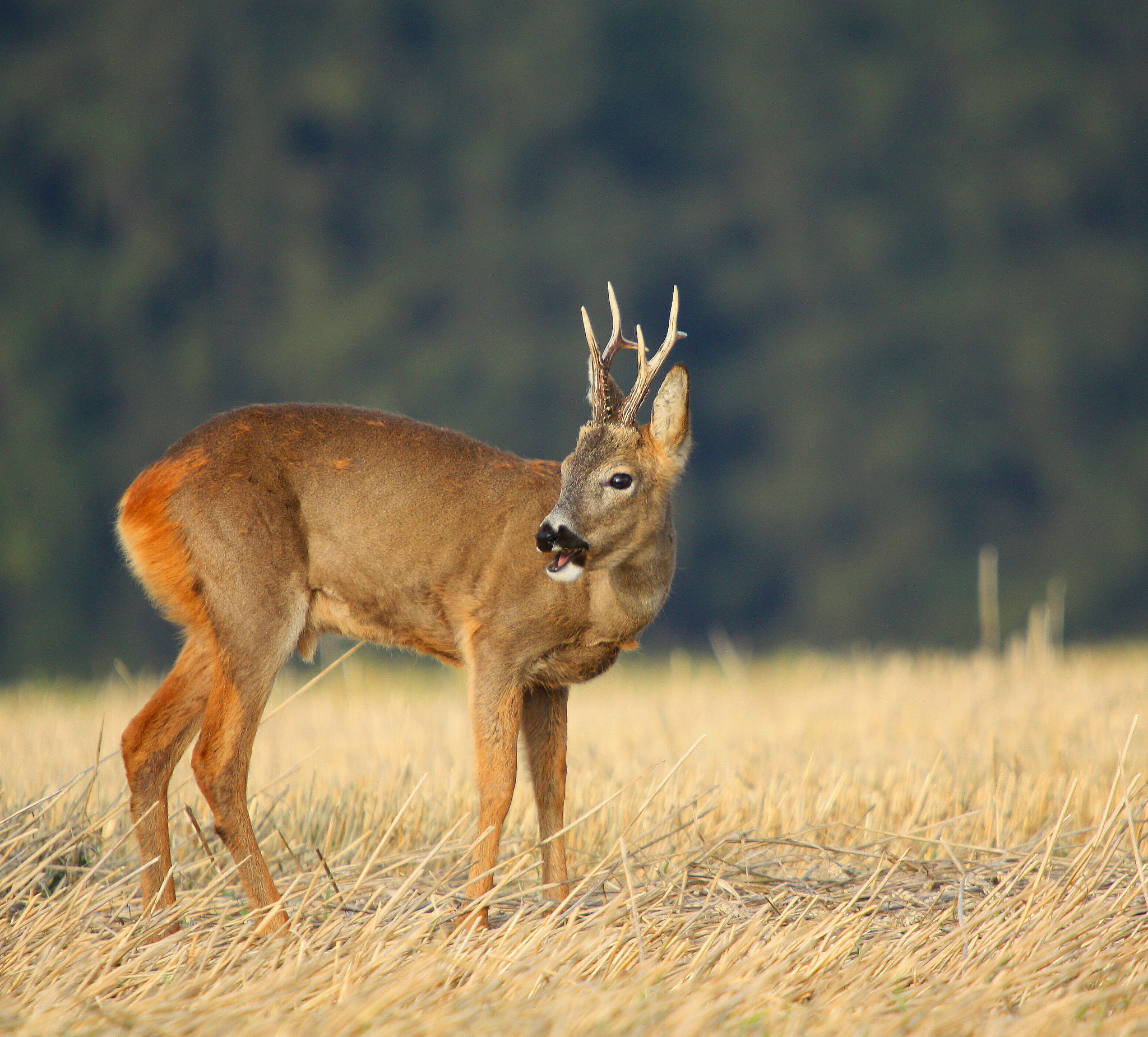 Sigma 50-500mm f/4-6.3 APO HSM EX sample photo. Srnec šesterák (capreolus capreolus) photography