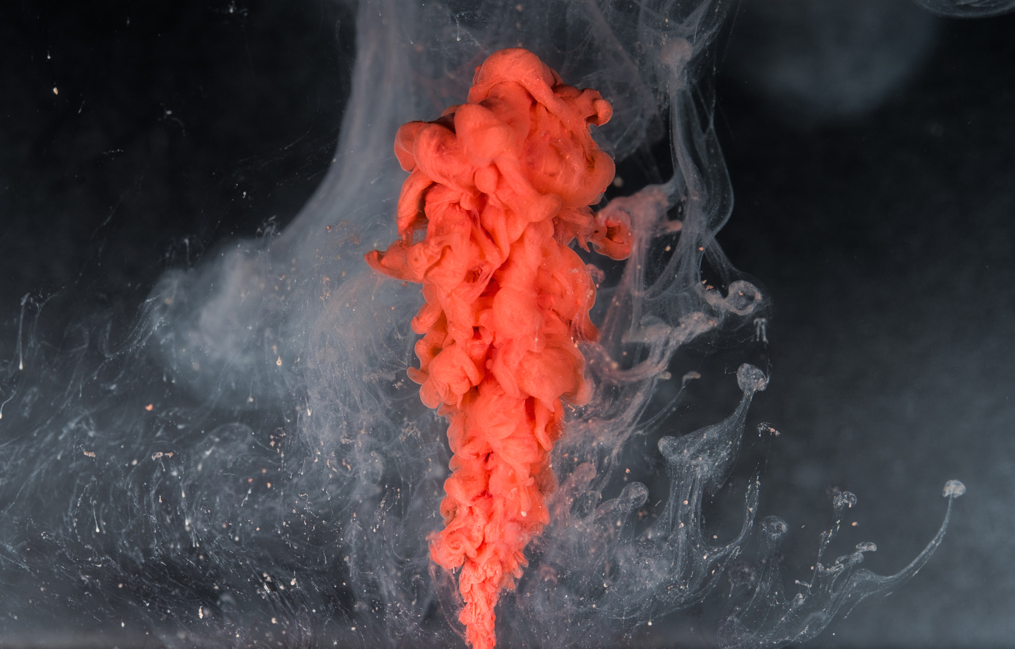 Sigma 105mm F2.8 EX DG OS HSM sample photo. Red plume photography