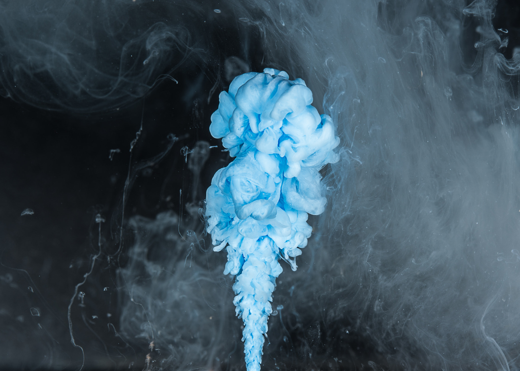 Sigma 105mm F2.8 EX DG OS HSM sample photo. Blue plume photography