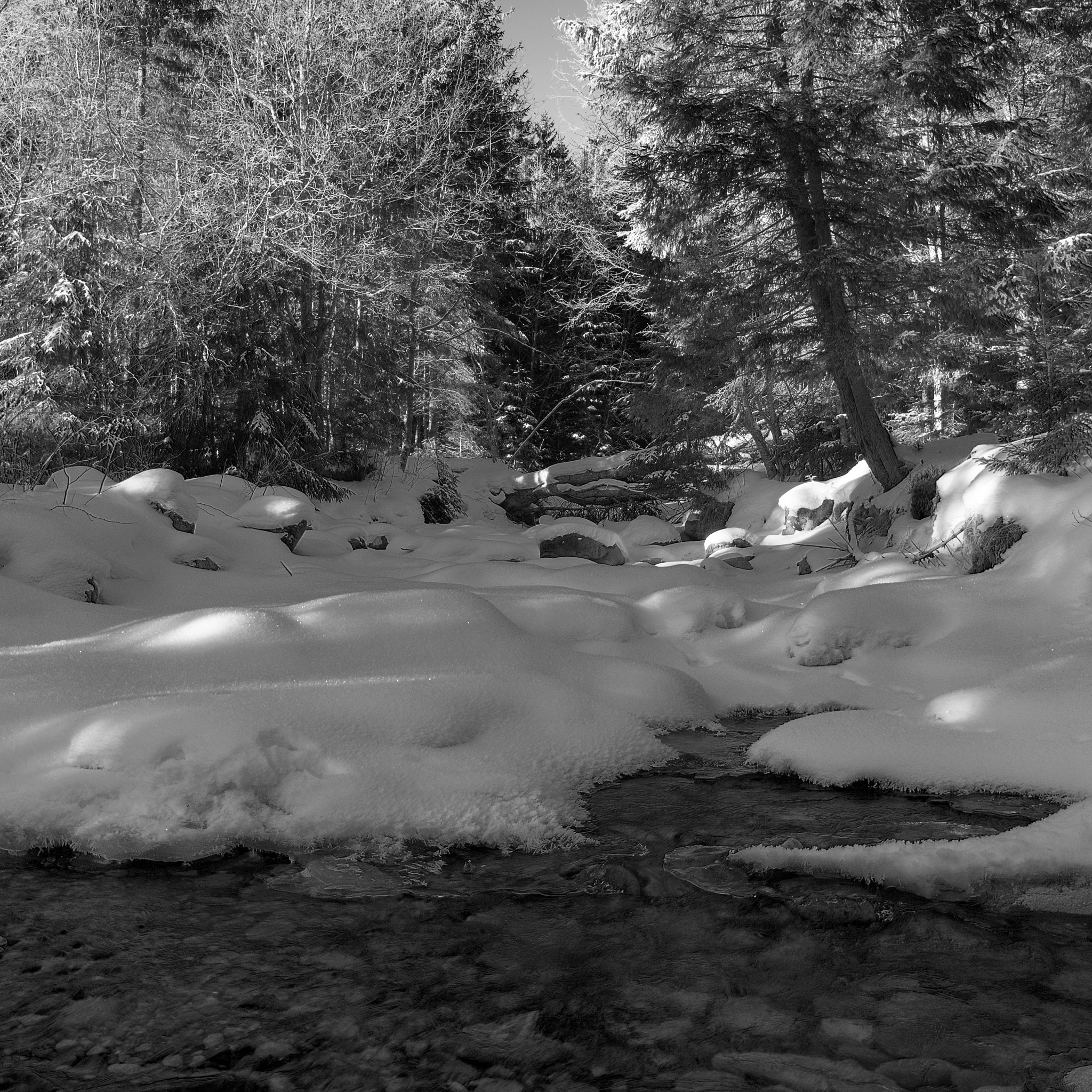 Nikon AF-S Nikkor 24-70mm F2.8G ED sample photo. Black and white winter photography