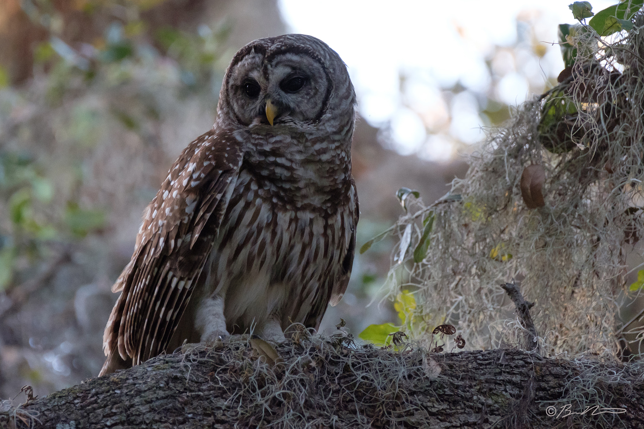 Fujifilm XF 100-400mm F4.5-5.6 R LM OIS WR sample photo. Barred owl photography