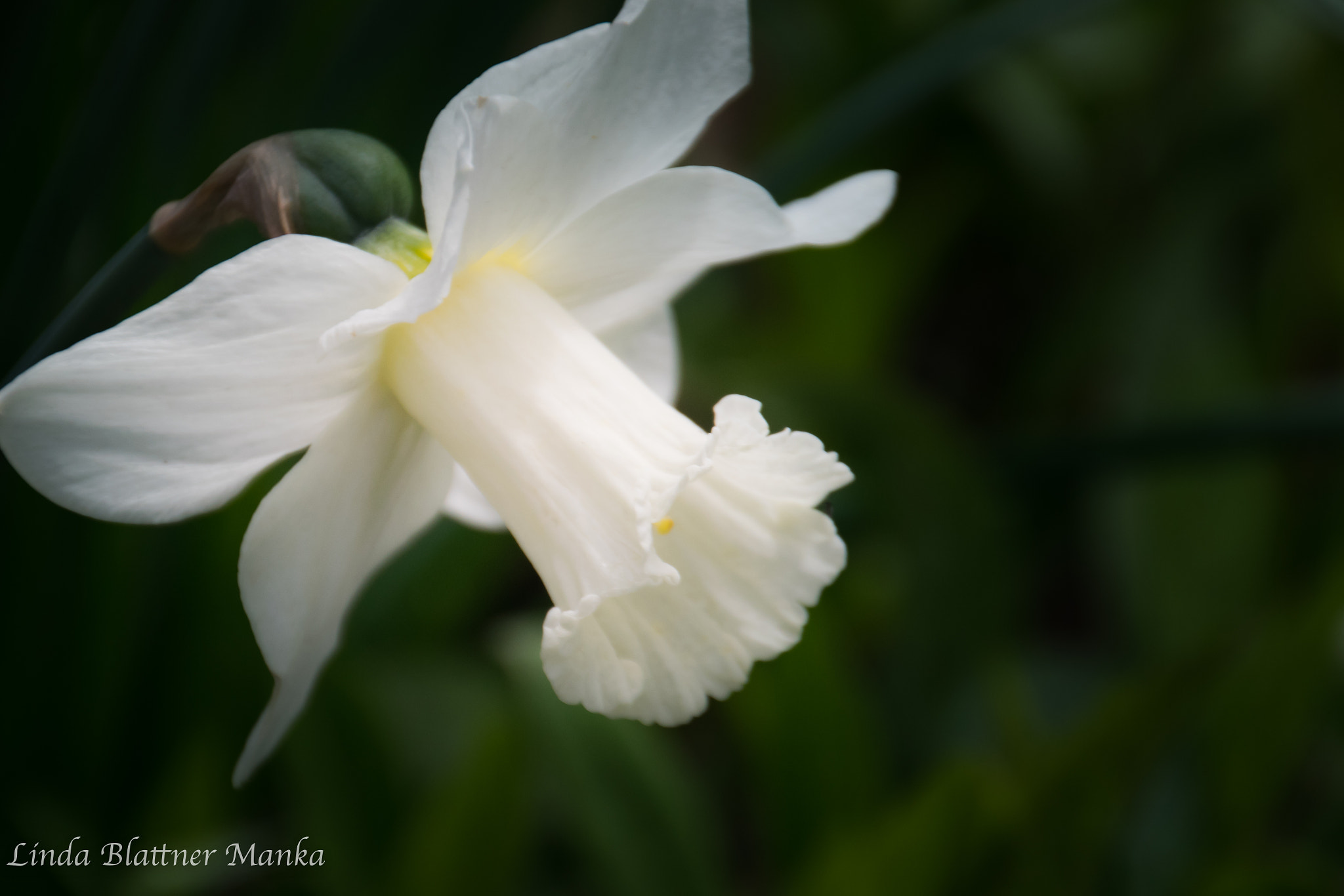 Nikon D5300 sample photo. Daffodil photography