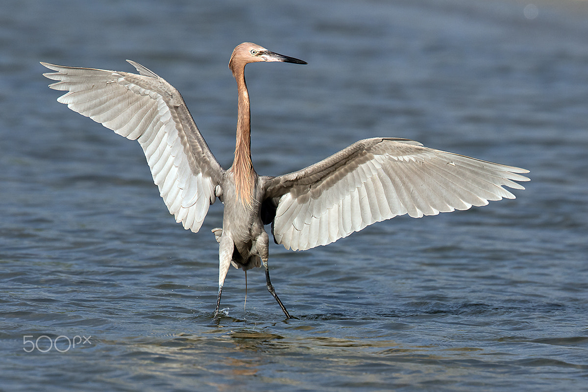 Canon EOS 5DS R + Canon EF 500mm F4L IS II USM sample photo. Reddish egret photography
