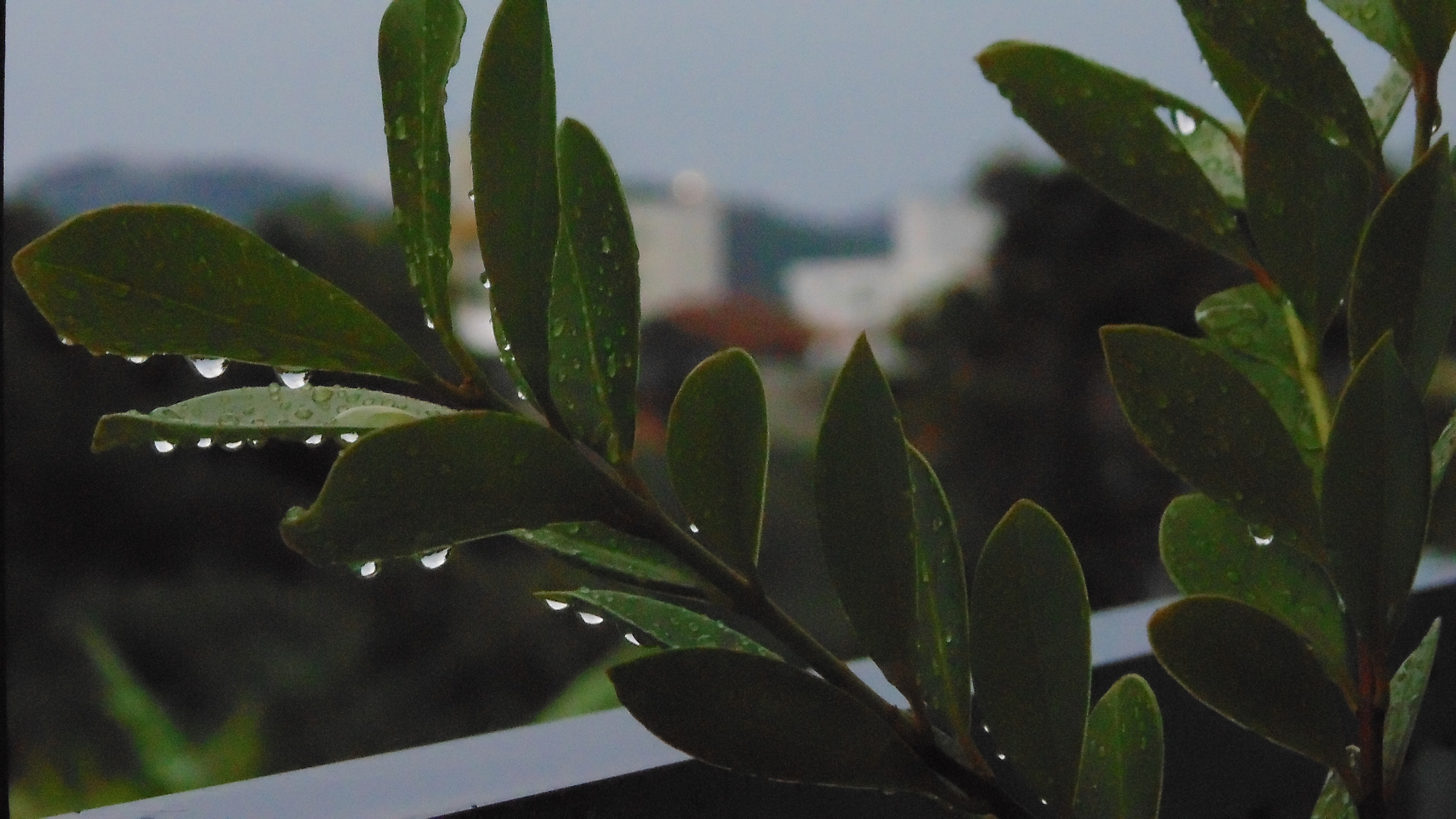 Sony DSC-H100 sample photo. An evening with rain photography