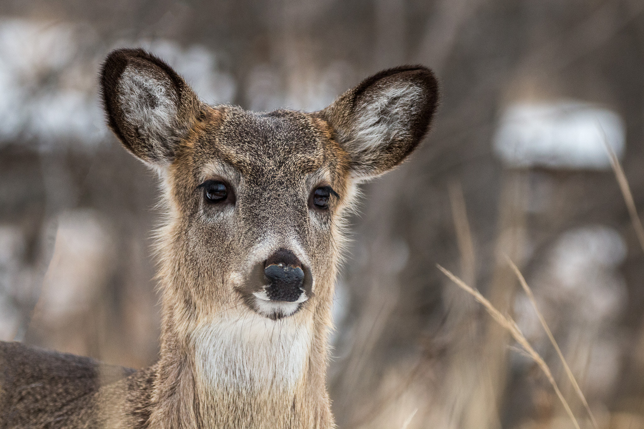 150-600mm F5-6.3 DG OS HSM | Contemporary 015 sample photo. A sweet little doe photography