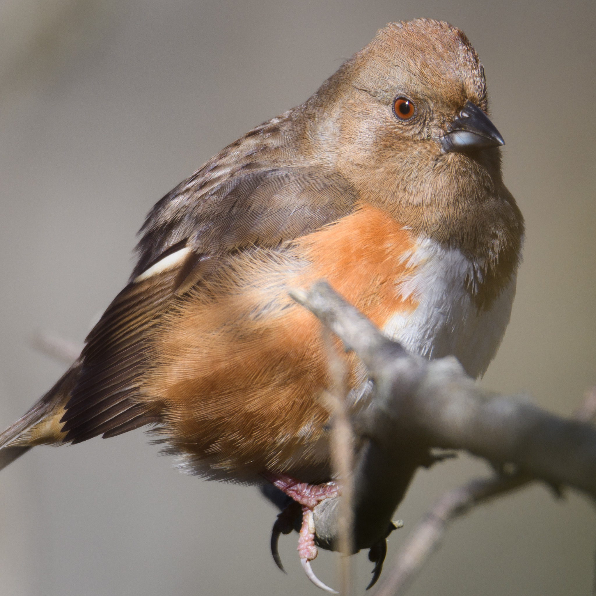 Nikon D500 + Sigma 50mm F2.8 EX DG Macro sample photo. Eastern towhee photography