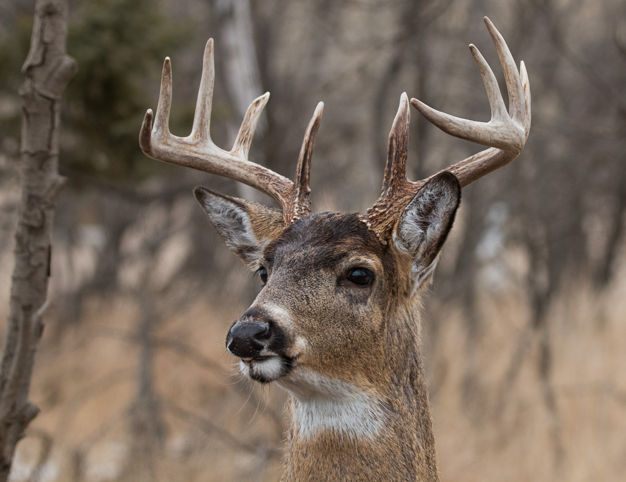 150-600mm F5-6.3 DG OS HSM | Contemporary 015 sample photo. Whitetail buck photography
