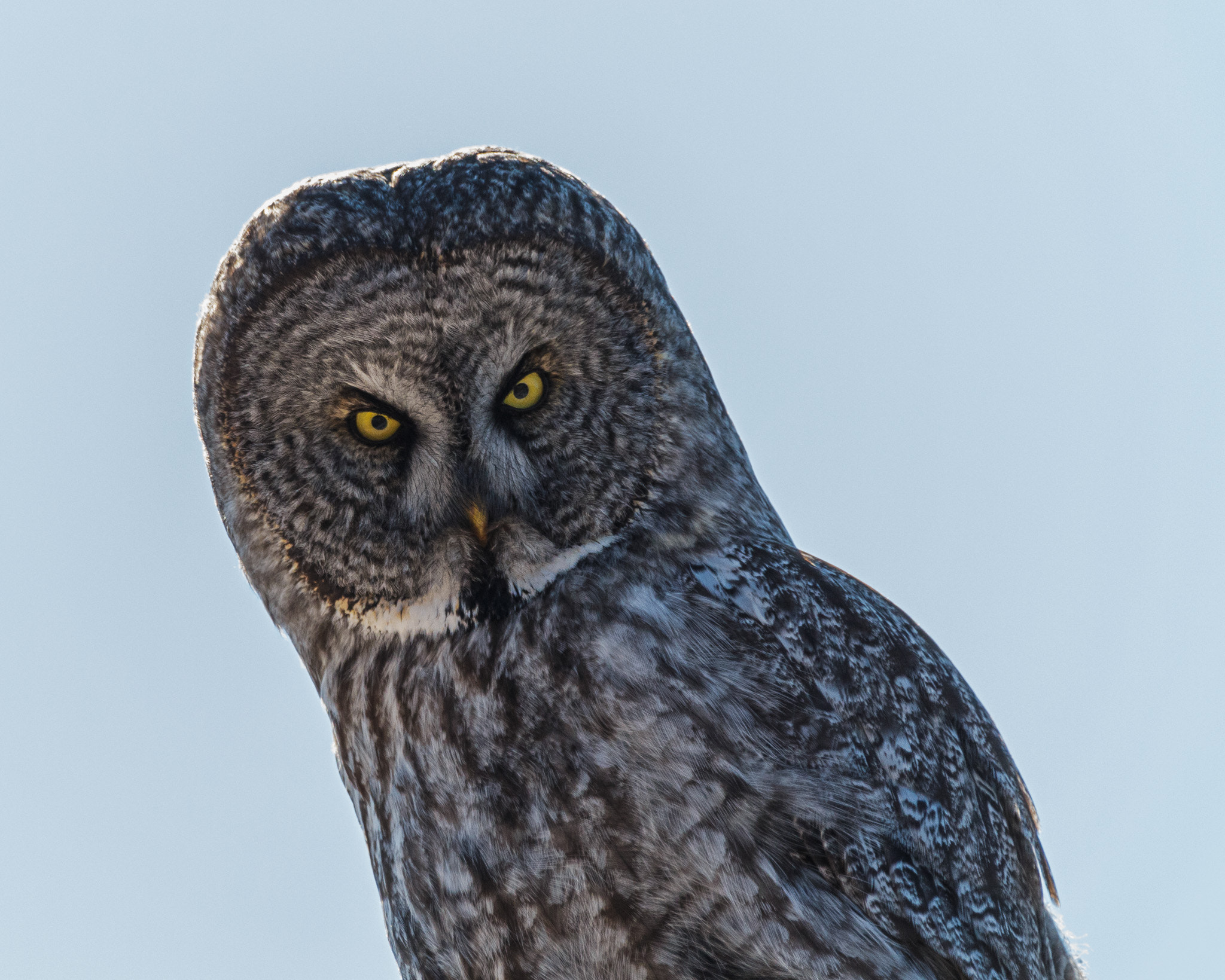 150-600mm F5-6.3 DG OS HSM | Contemporary 015 sample photo. Grey owl portrait photography