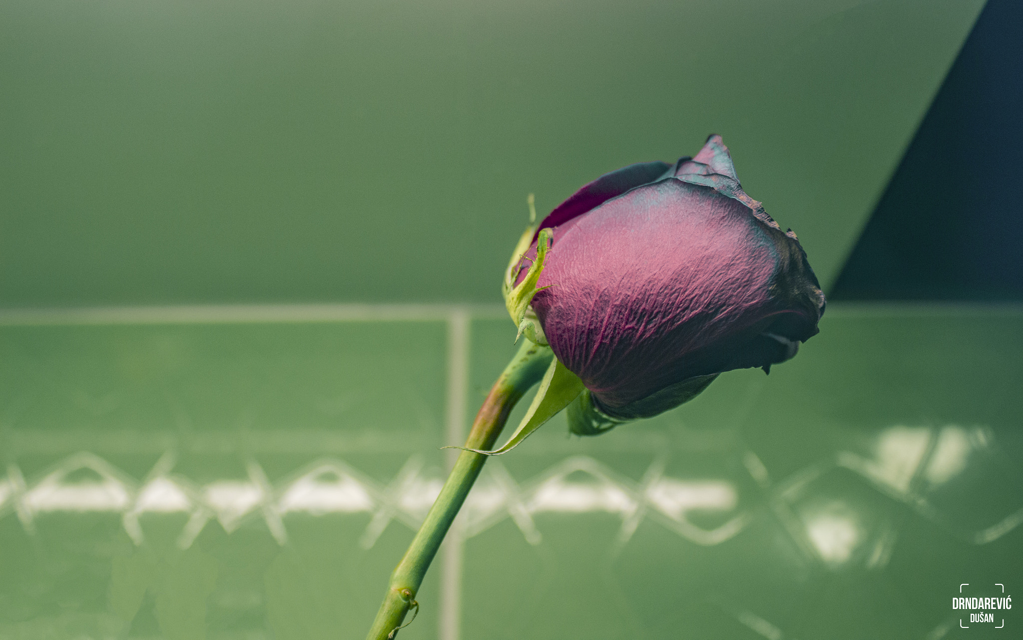 Canon EOS 600D (Rebel EOS T3i / EOS Kiss X5) sample photo. Red rose photography