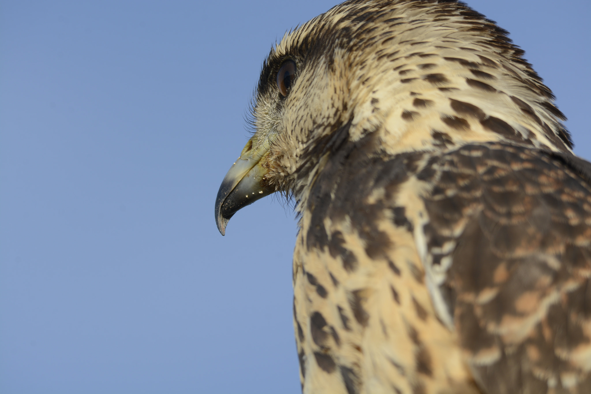 Sigma 150-500mm F5-6.3 DG OS HSM sample photo. Gavilan photography