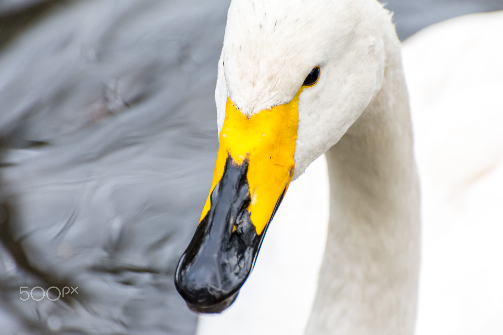 Nikon D7200 sample photo. White swan photography