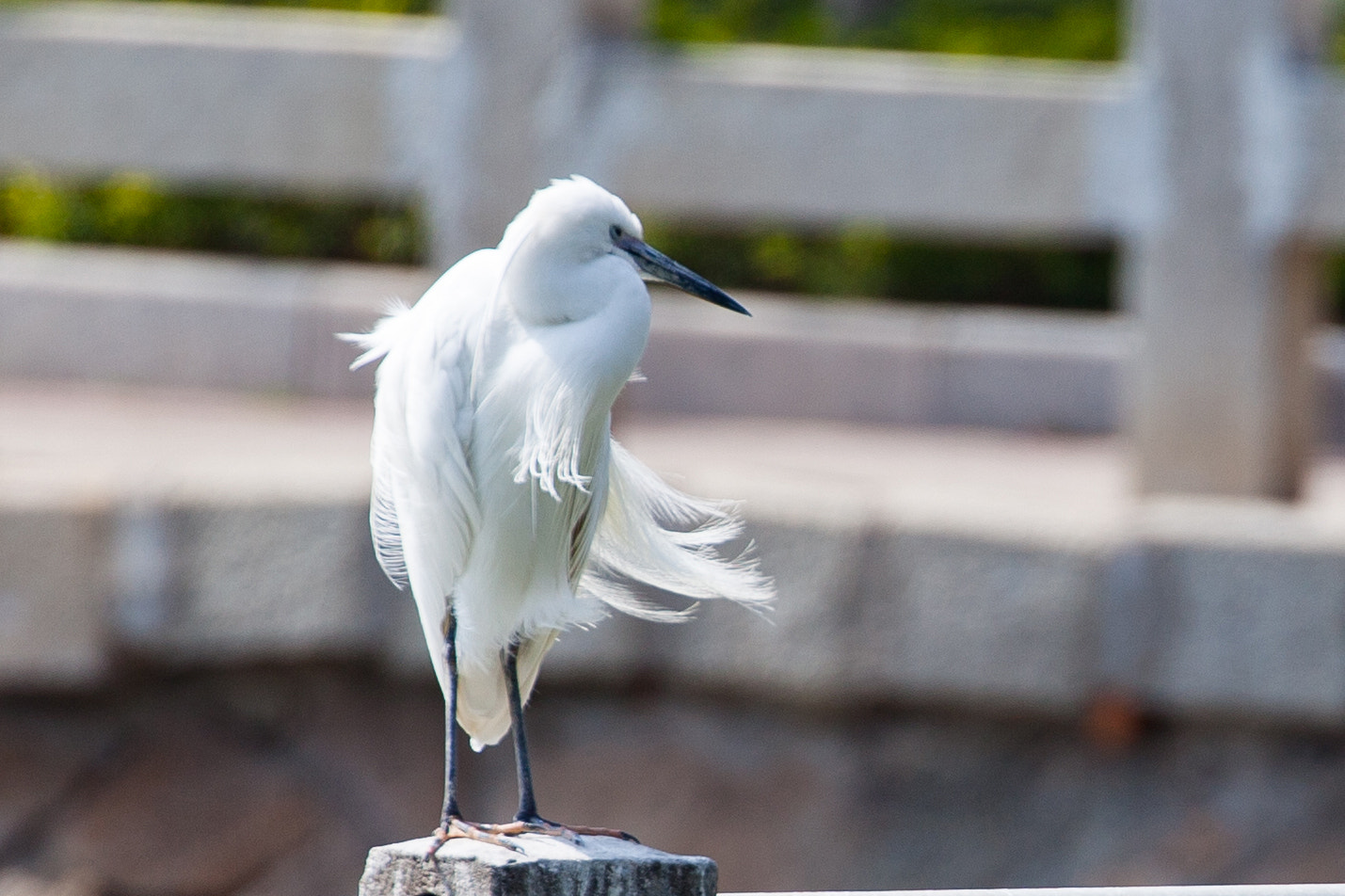Canon EF 70-300mm F4-5.6L IS USM sample photo
