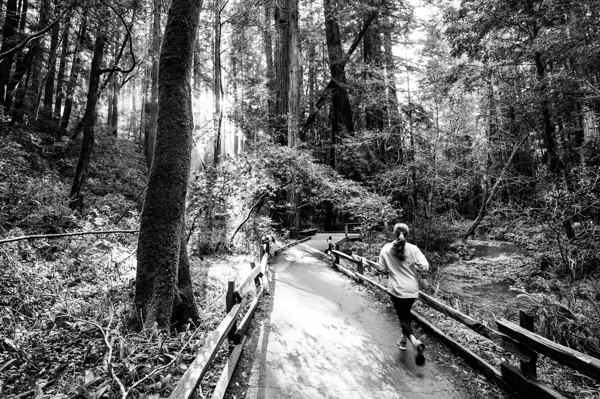 Nikon D3S + Nikon AF-S Nikkor 18-35mm F3.5-4.5G ED sample photo. Runner at muir woods photography