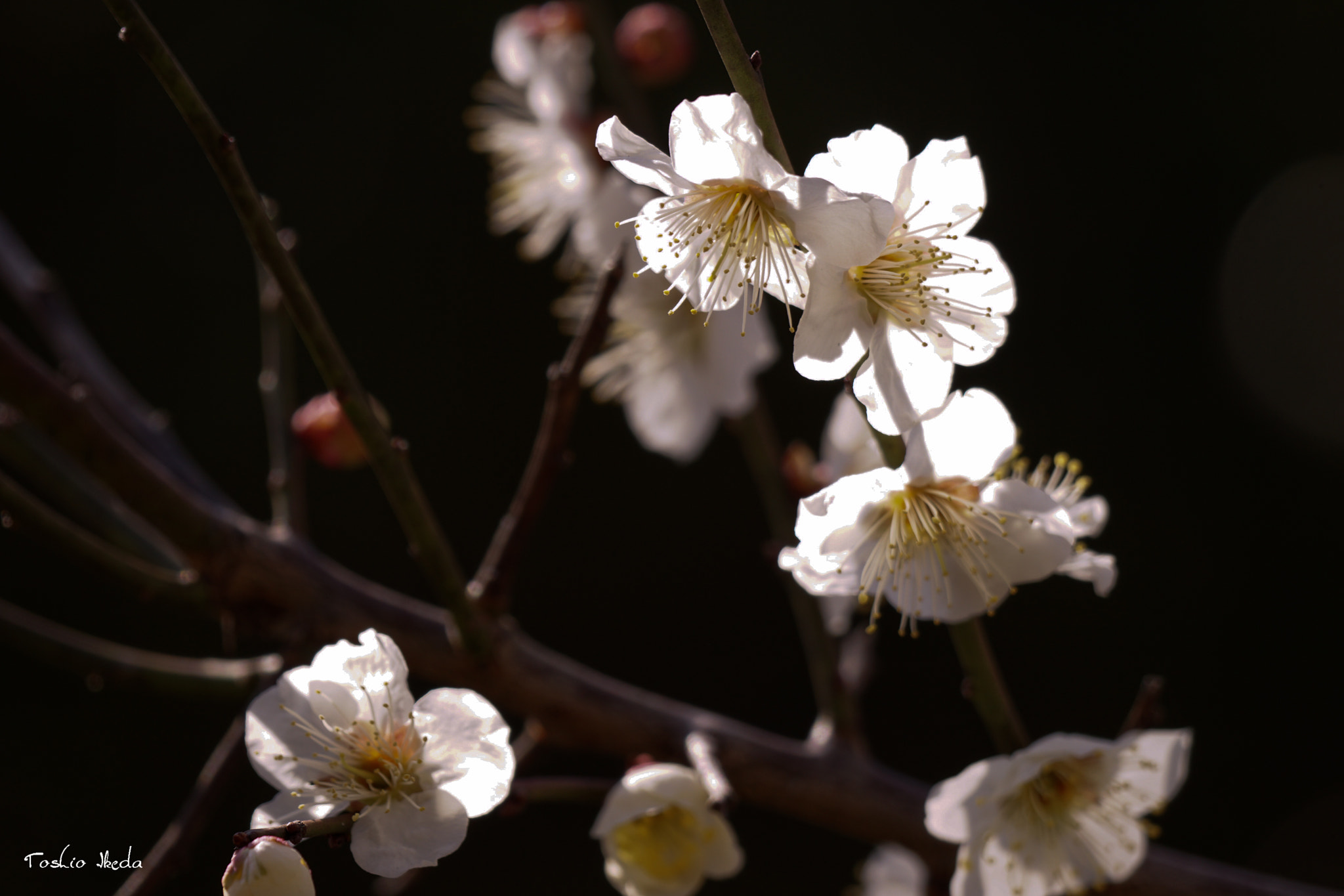 Sony 70-300mm F4.5-5.6 G SSM sample photo. Plum blossoms photography