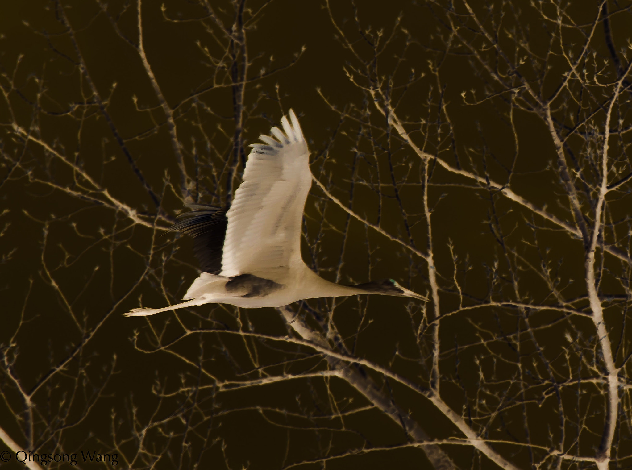 Nikon Nikkor AF-S 300mm F4E PF ED VR sample photo
