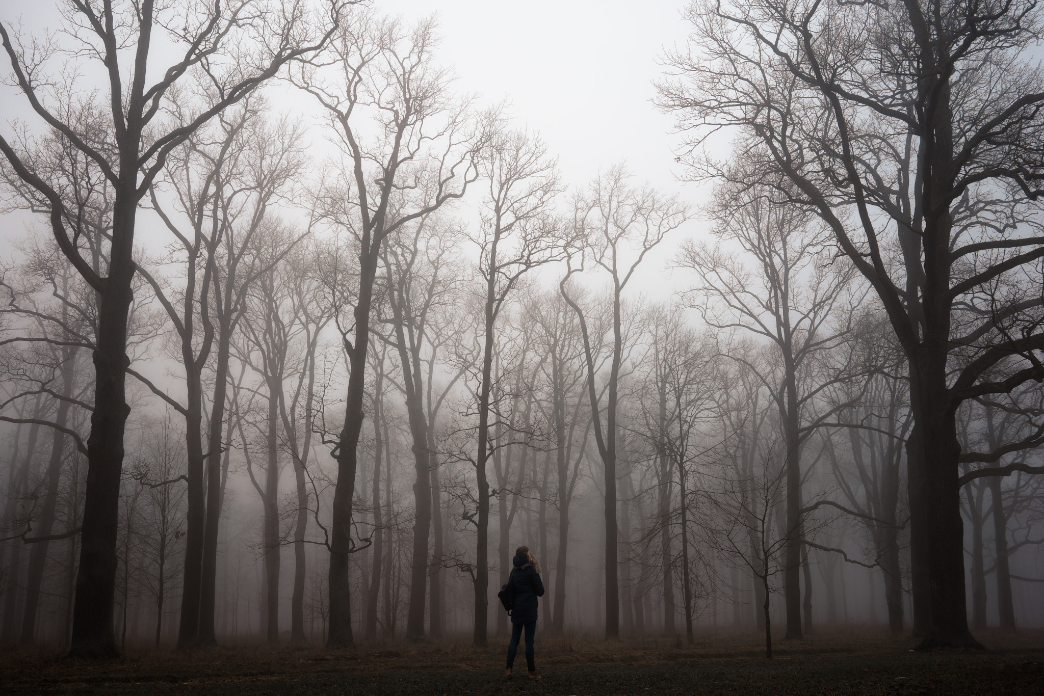 Sony a7 + Sony Sonnar T* FE 35mm F2.8 ZA sample photo. Fog and trees photography