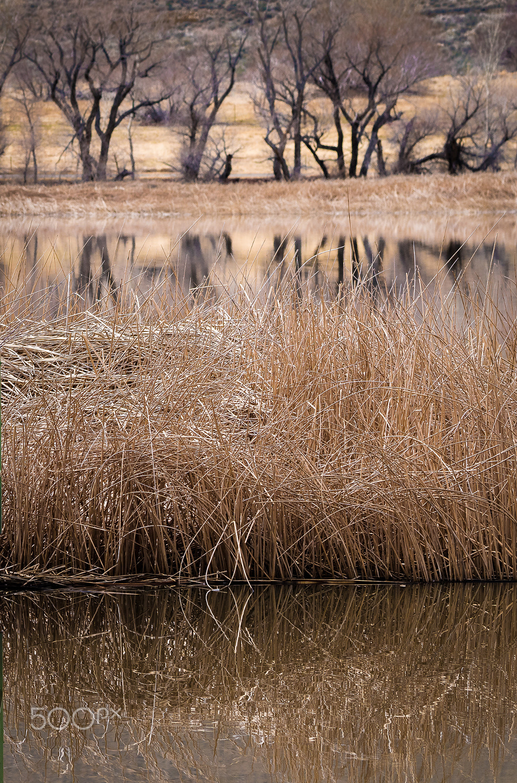 Nikon D500 sample photo. Reeds and reflections photography