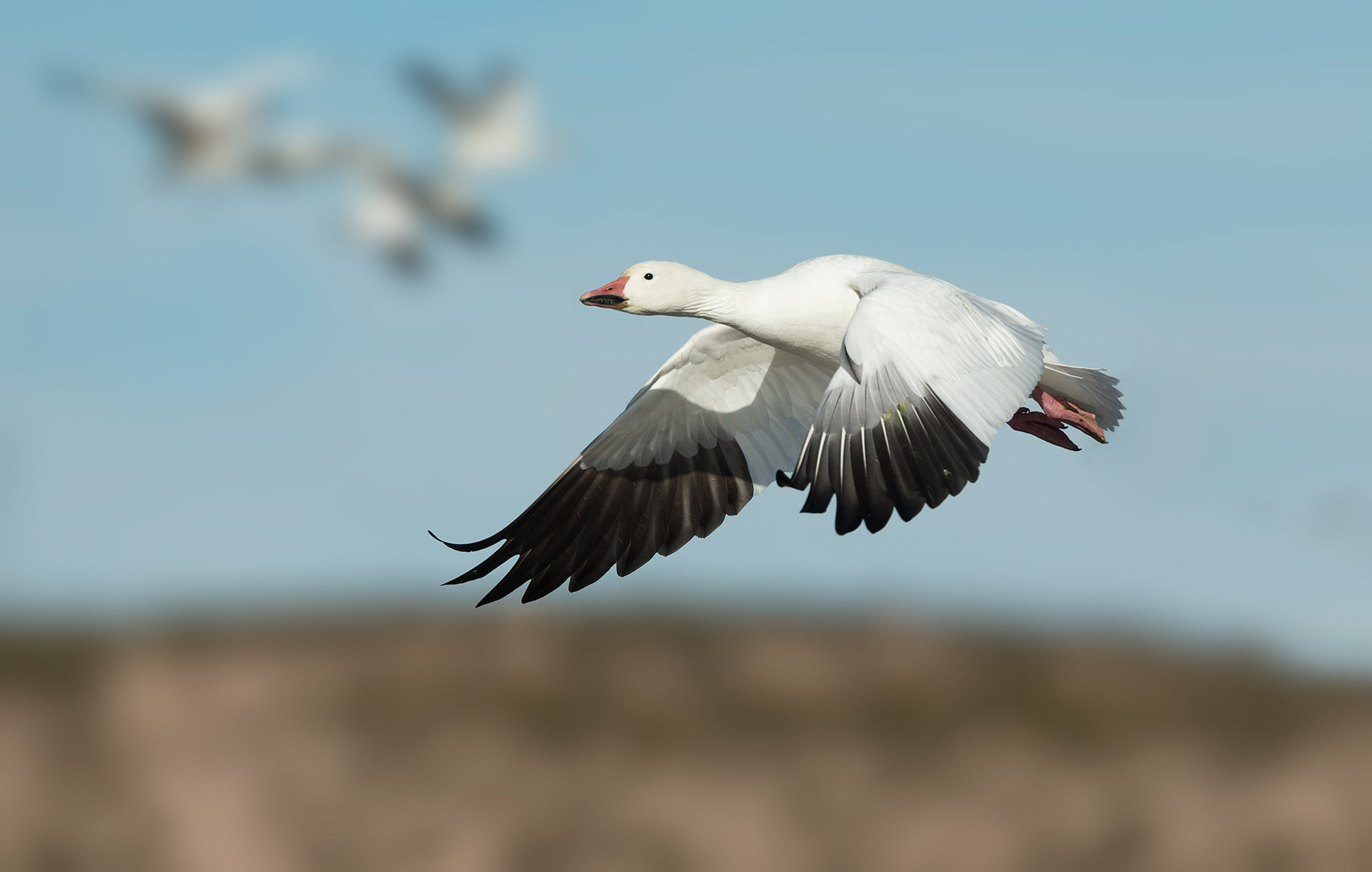 Canon EF 500mm F4L IS USM sample photo. Snow goose photography