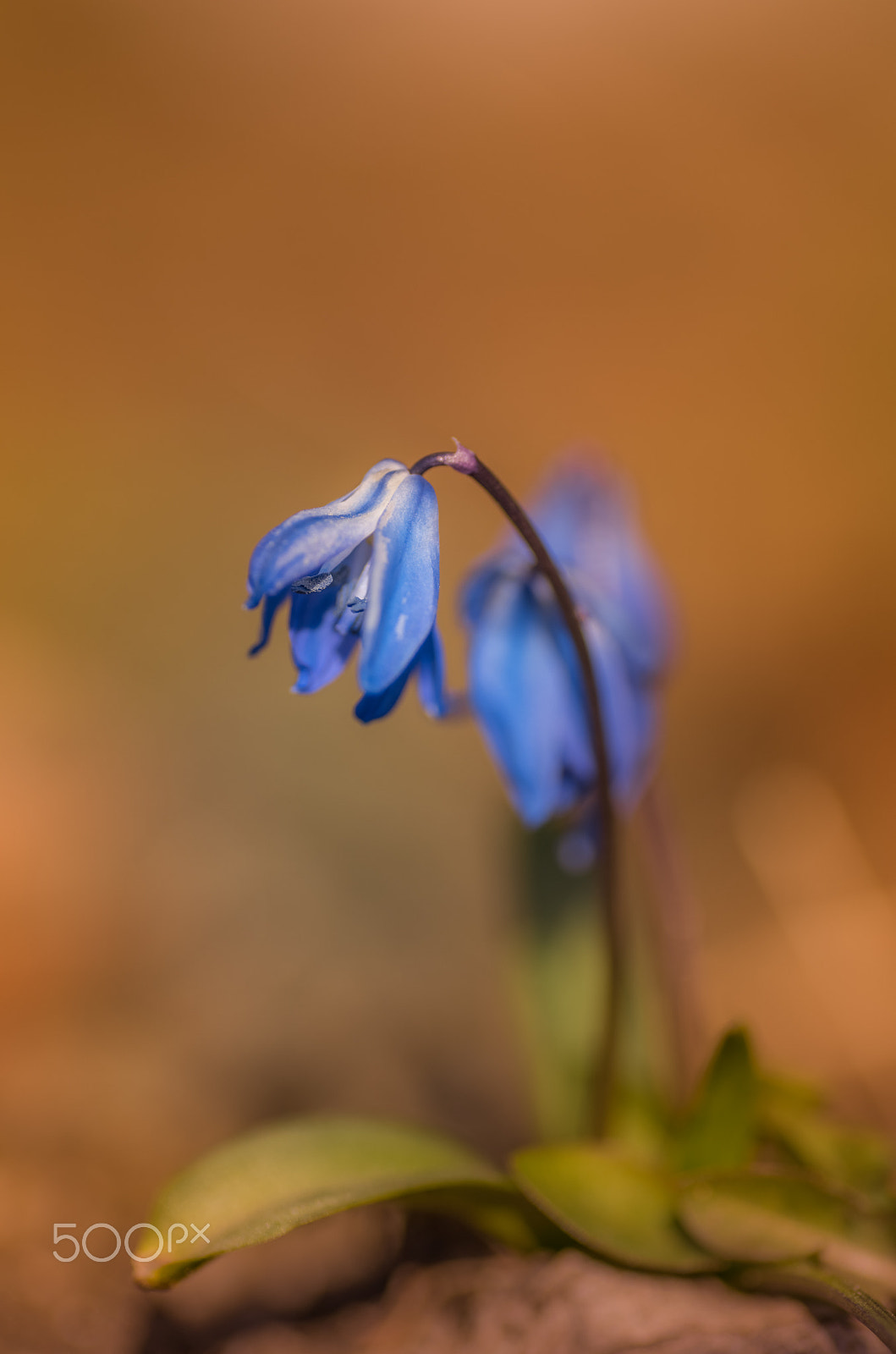 Nikon D810 sample photo. Scillia siberica photography