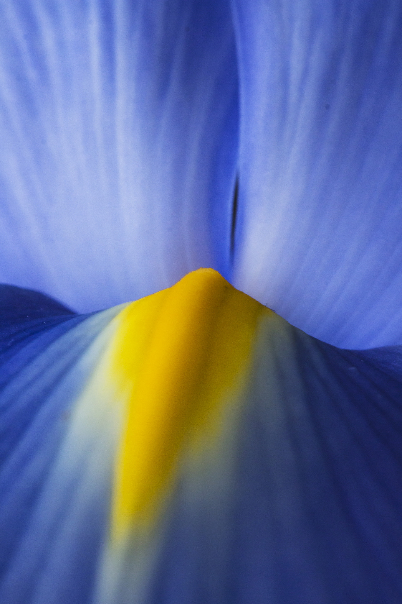 Canon EF 100mm F2.8 Macro USM sample photo. An iris photography