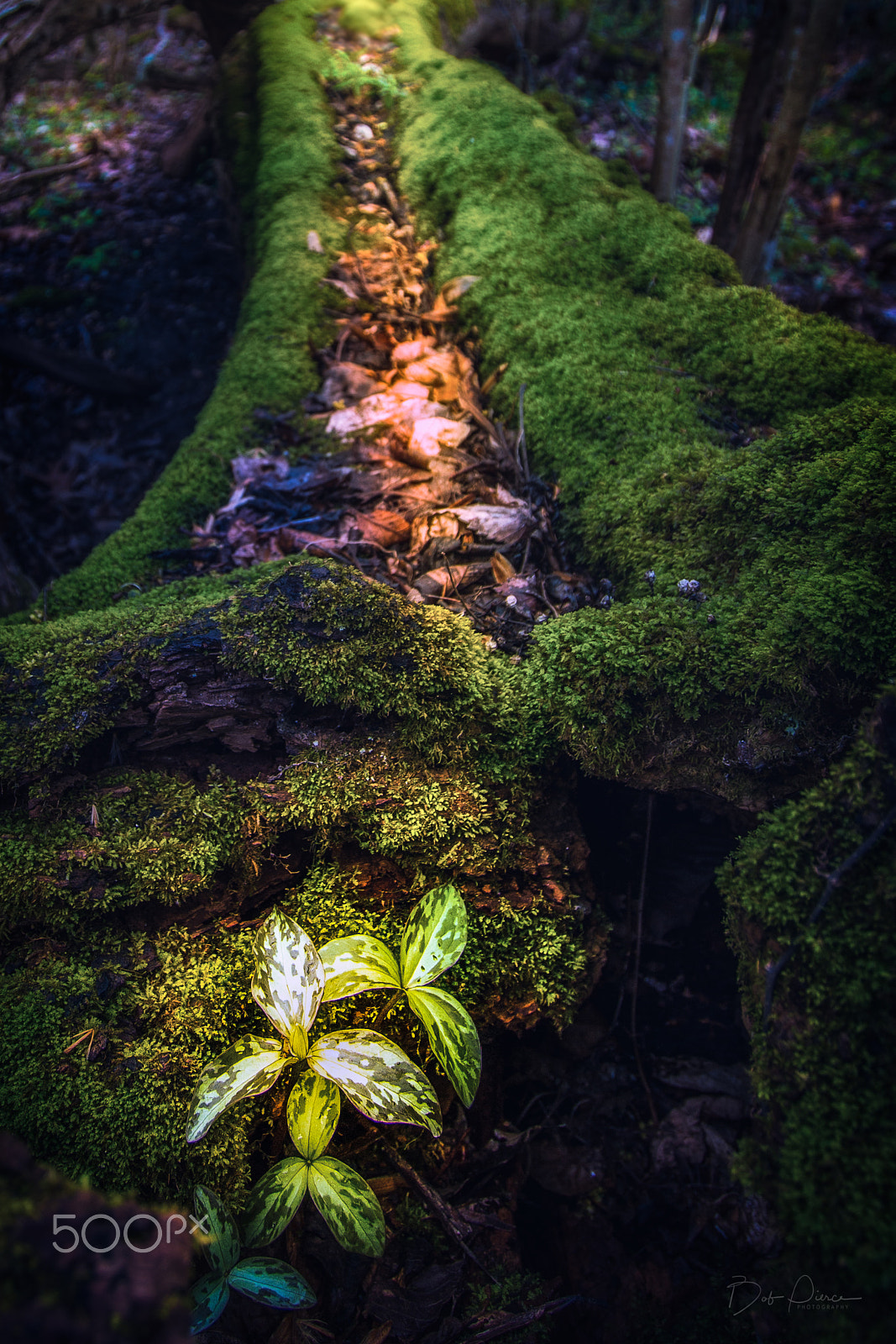 Canon EF-S 10-22mm F3.5-4.5 USM sample photo. Fallenmoss photography