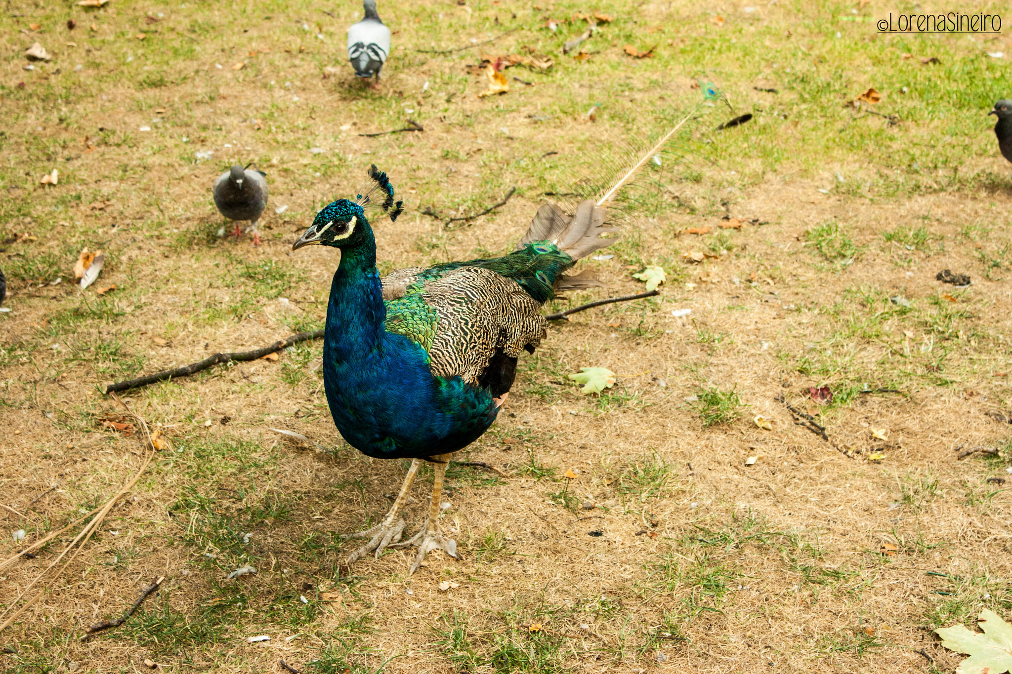Canon EOS 1000D (EOS Digital Rebel XS / EOS Kiss F) sample photo. Peacock and pidgeons photography