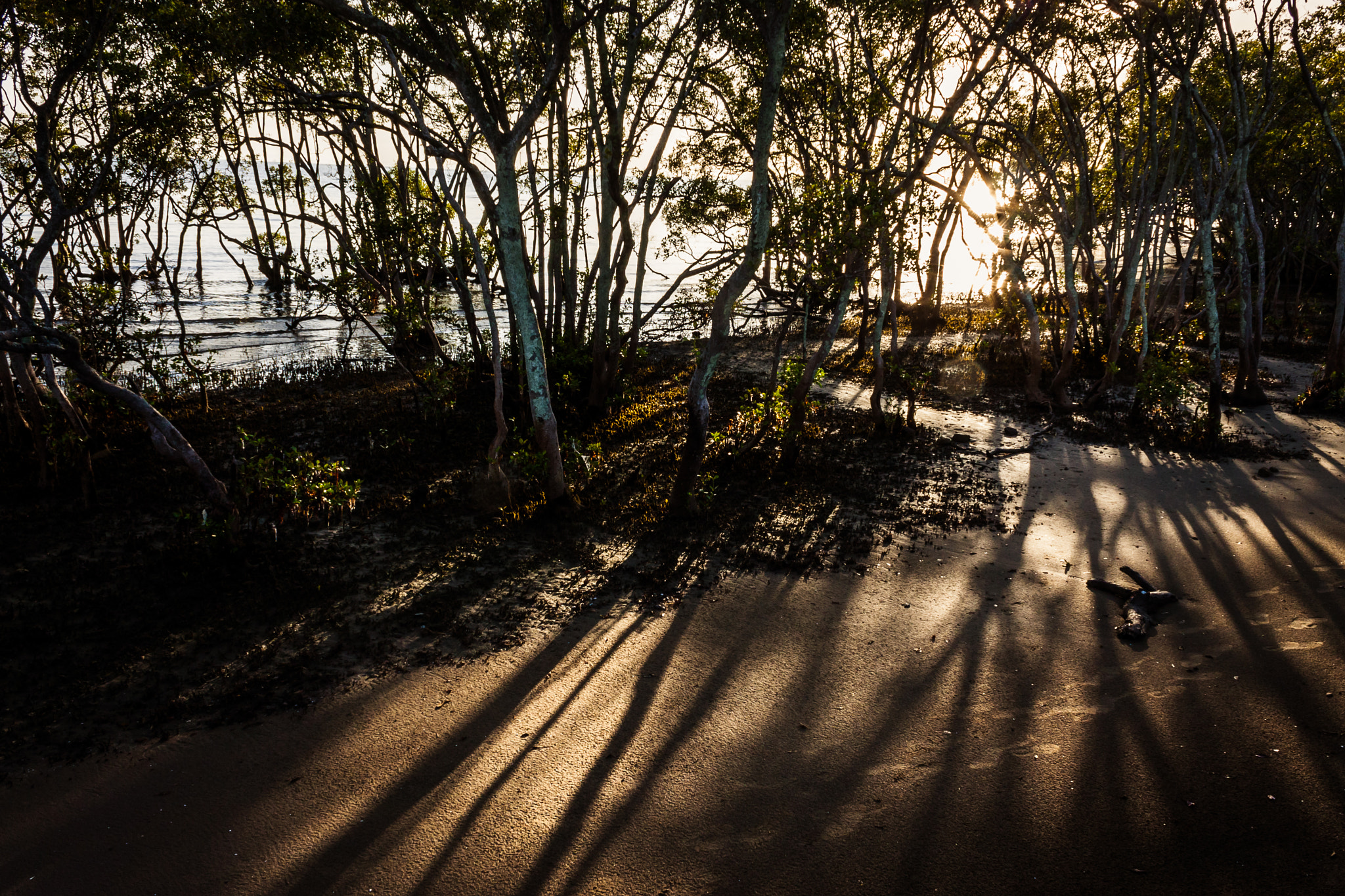 Canon EOS 40D + Canon EF-S 18-55mm F3.5-5.6 IS sample photo. Mangrove shadows photography