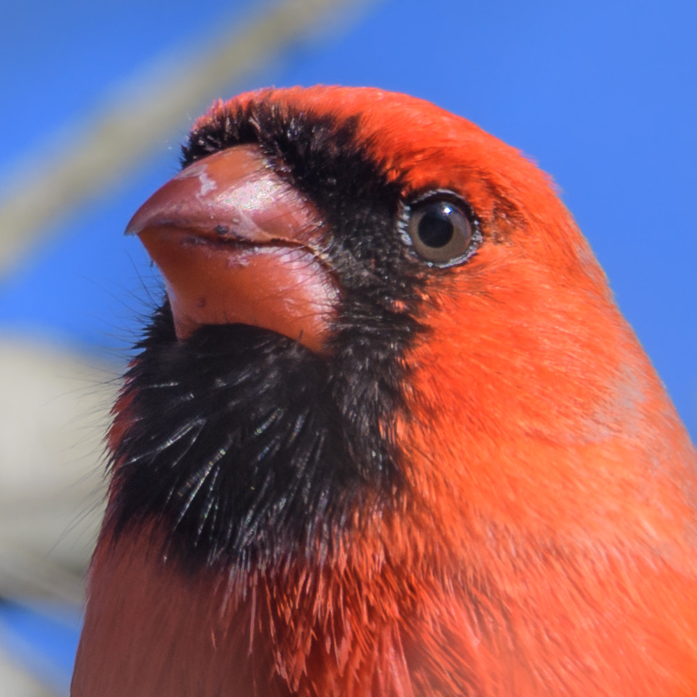 Nikon D500 + Sigma 50mm F2.8 EX DG Macro sample photo. Northern cardinal  photography